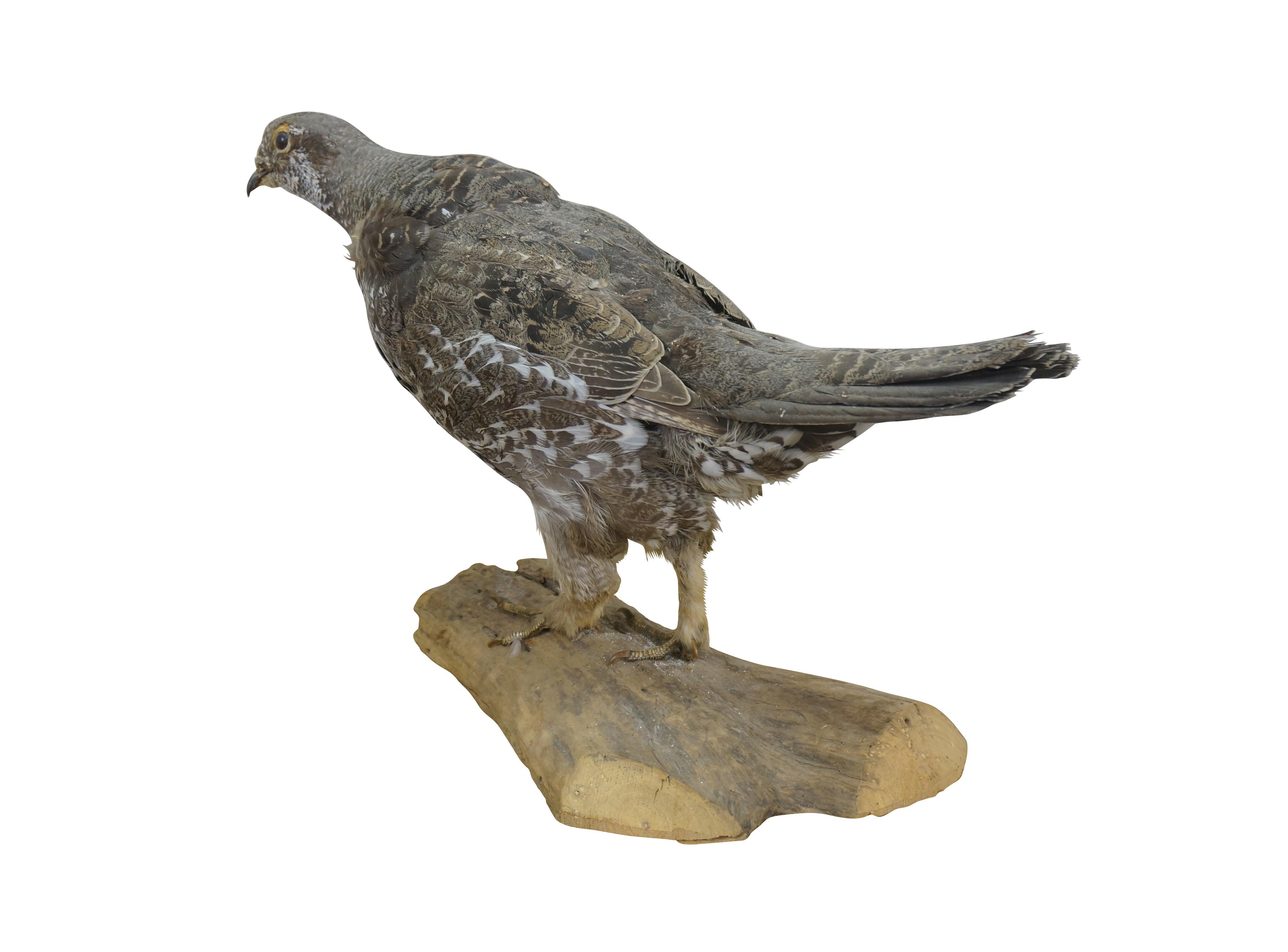 Country Vintage Spruce Grouse Taxidermy Ptarmigan Pheasant Bird Mount 17