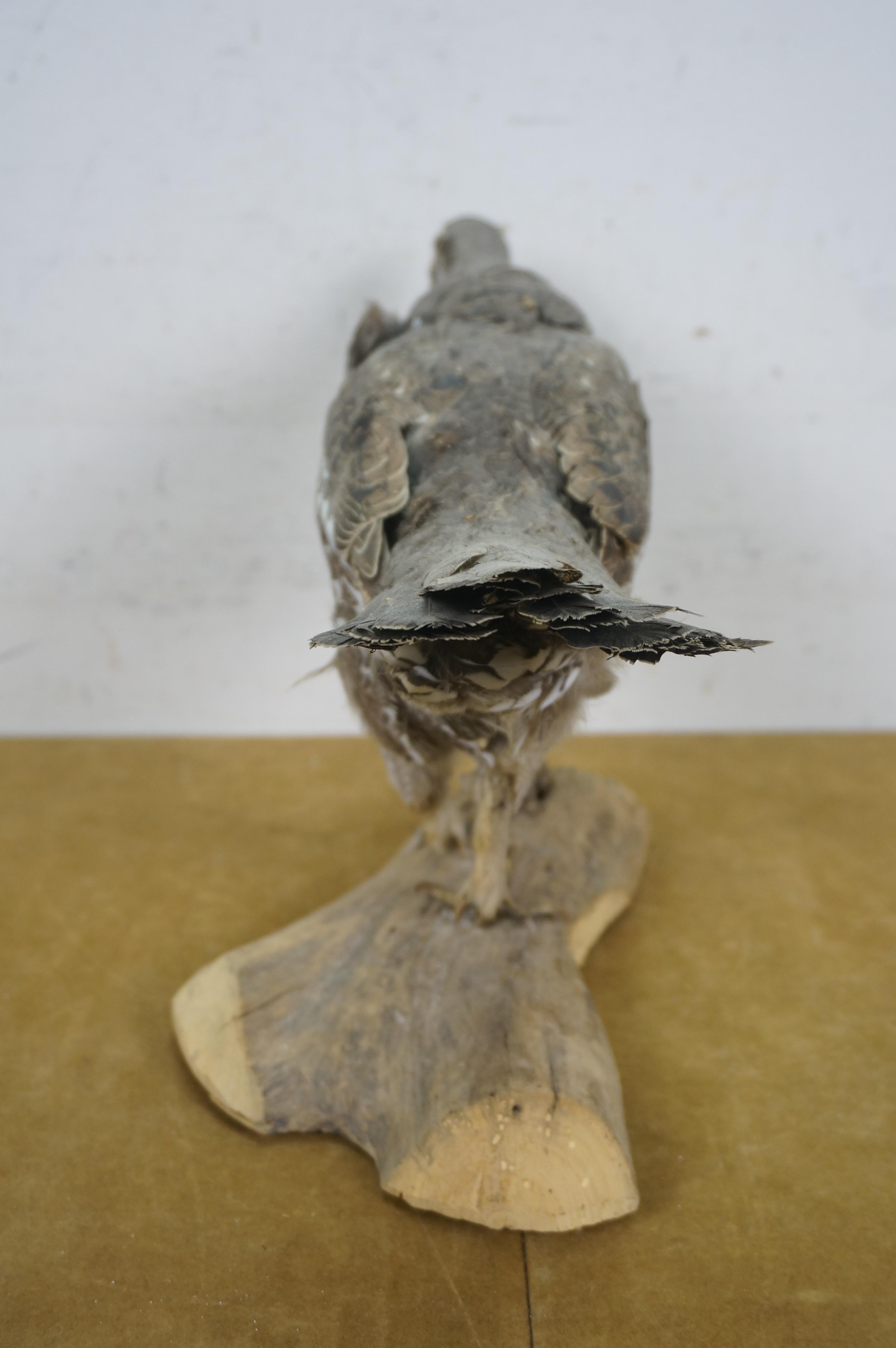 American Vintage Spruce Grouse Taxidermy Ptarmigan Pheasant Bird Mount 17