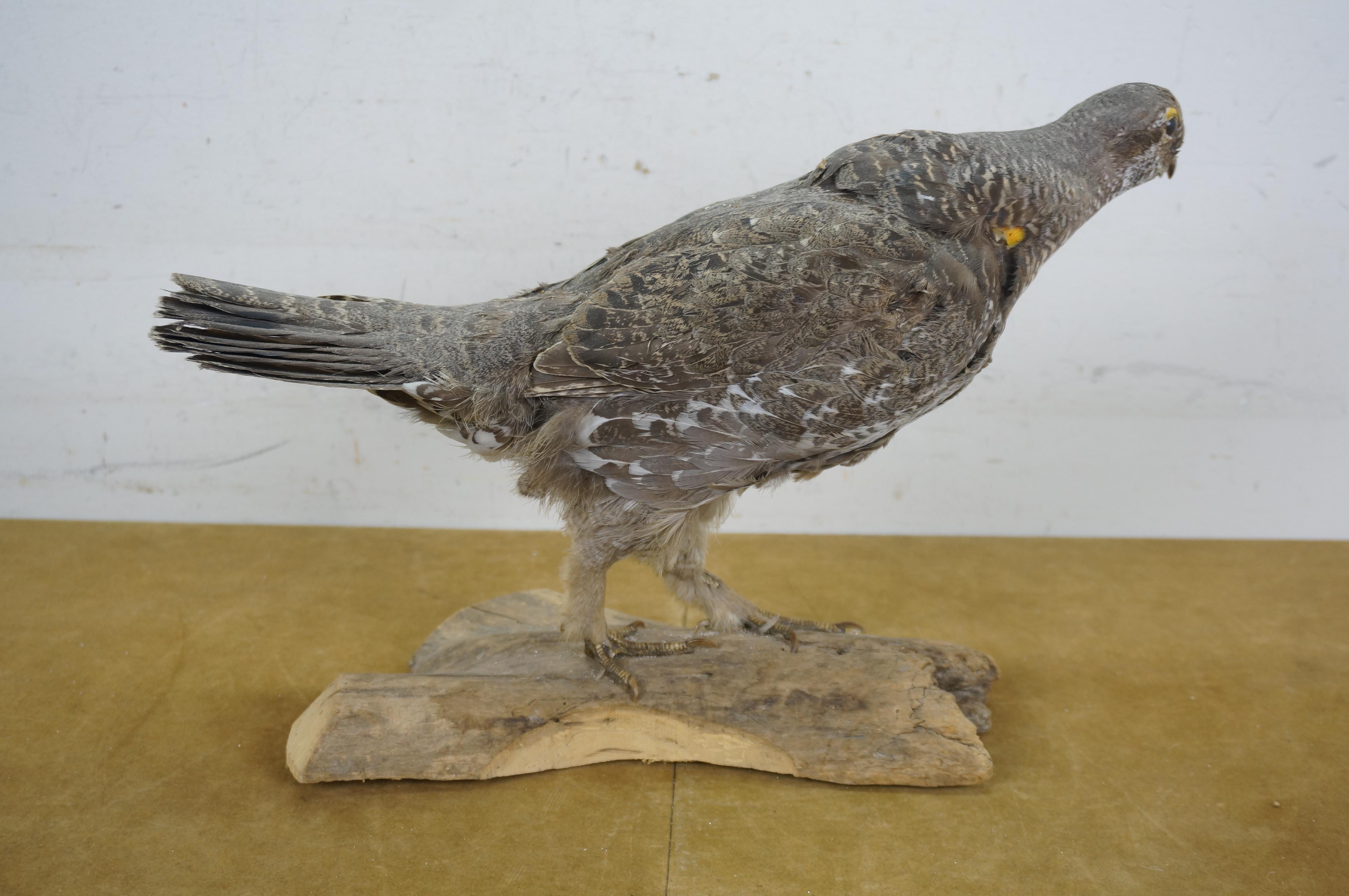 Vintage Spruce Grouse Taxidermy Ptarmigan Pheasant Bird Mount 17