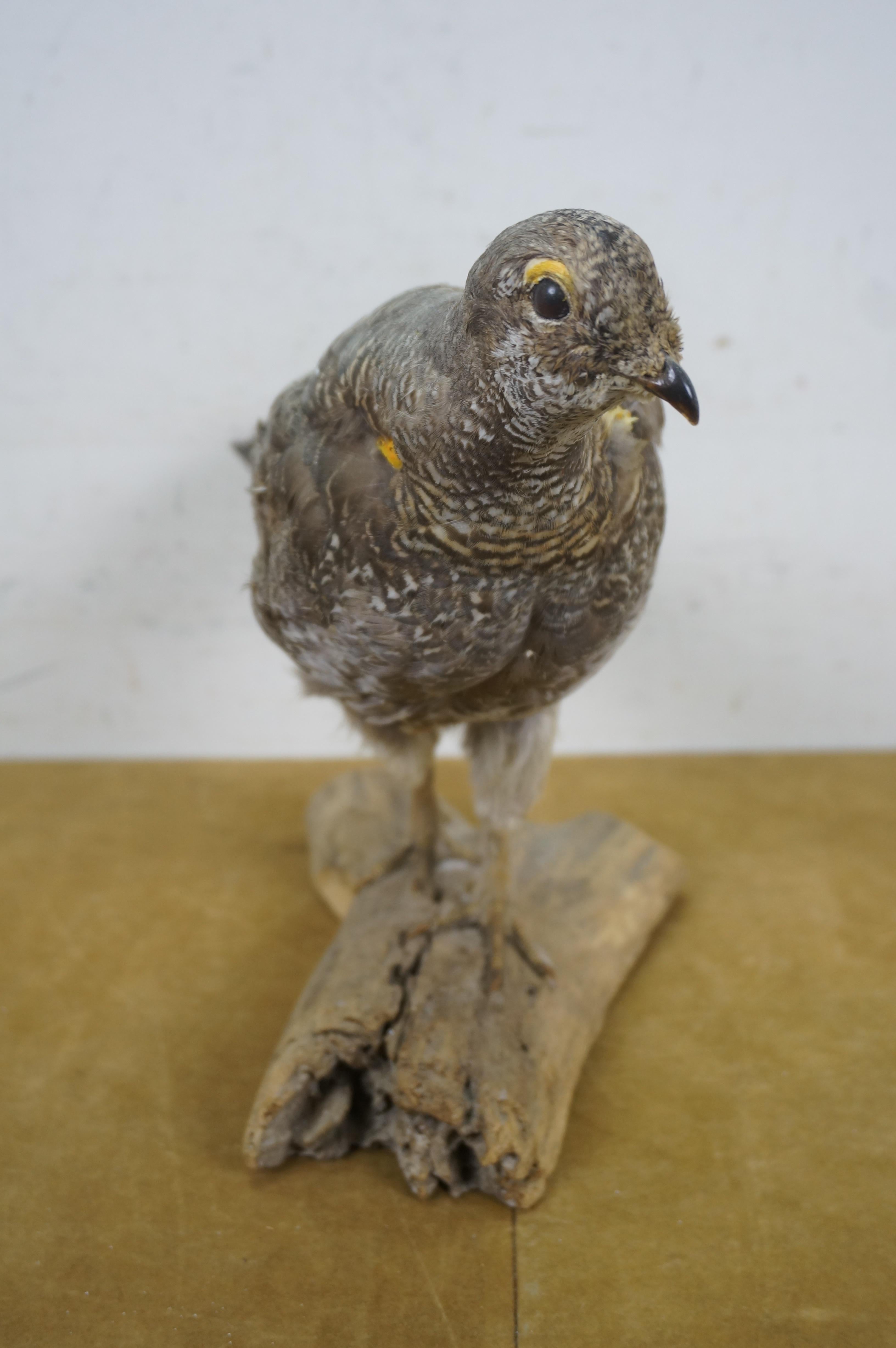20th Century Vintage Spruce Grouse Taxidermy Ptarmigan Pheasant Bird Mount 17