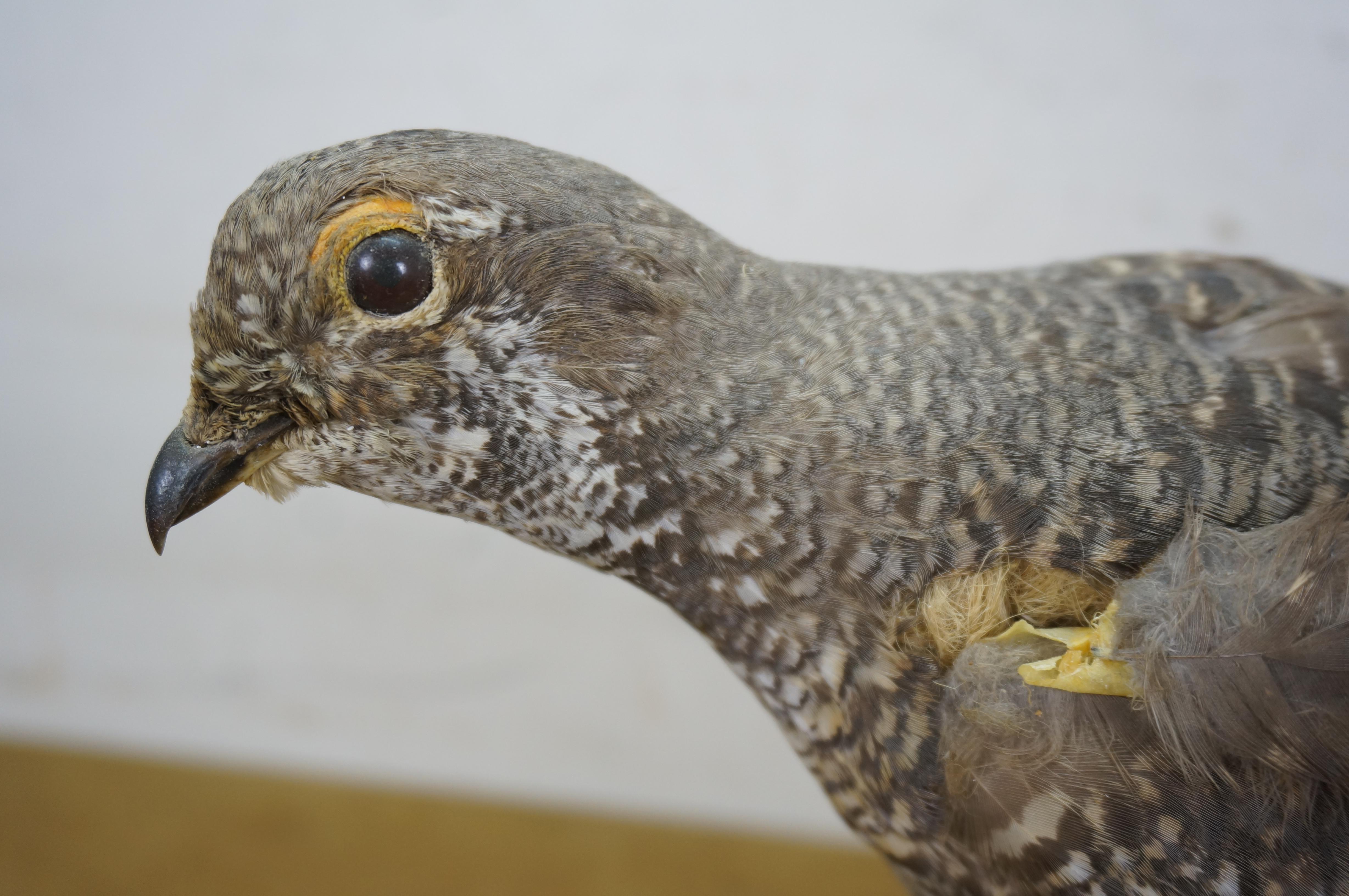 Vintage Spruce Grouse Taxidermy Ptarmigan Pheasant Bird Mount 17