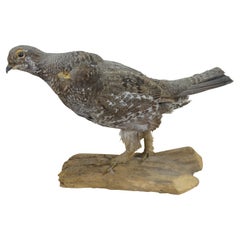 Vintage Spruce Grouse Taxidermy Ptarmigan Pheasant Bird Mount 17"
