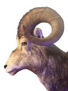 Vintage Stone Sheep Ram Head Taxidermy Shoulder Mount Wall Decor