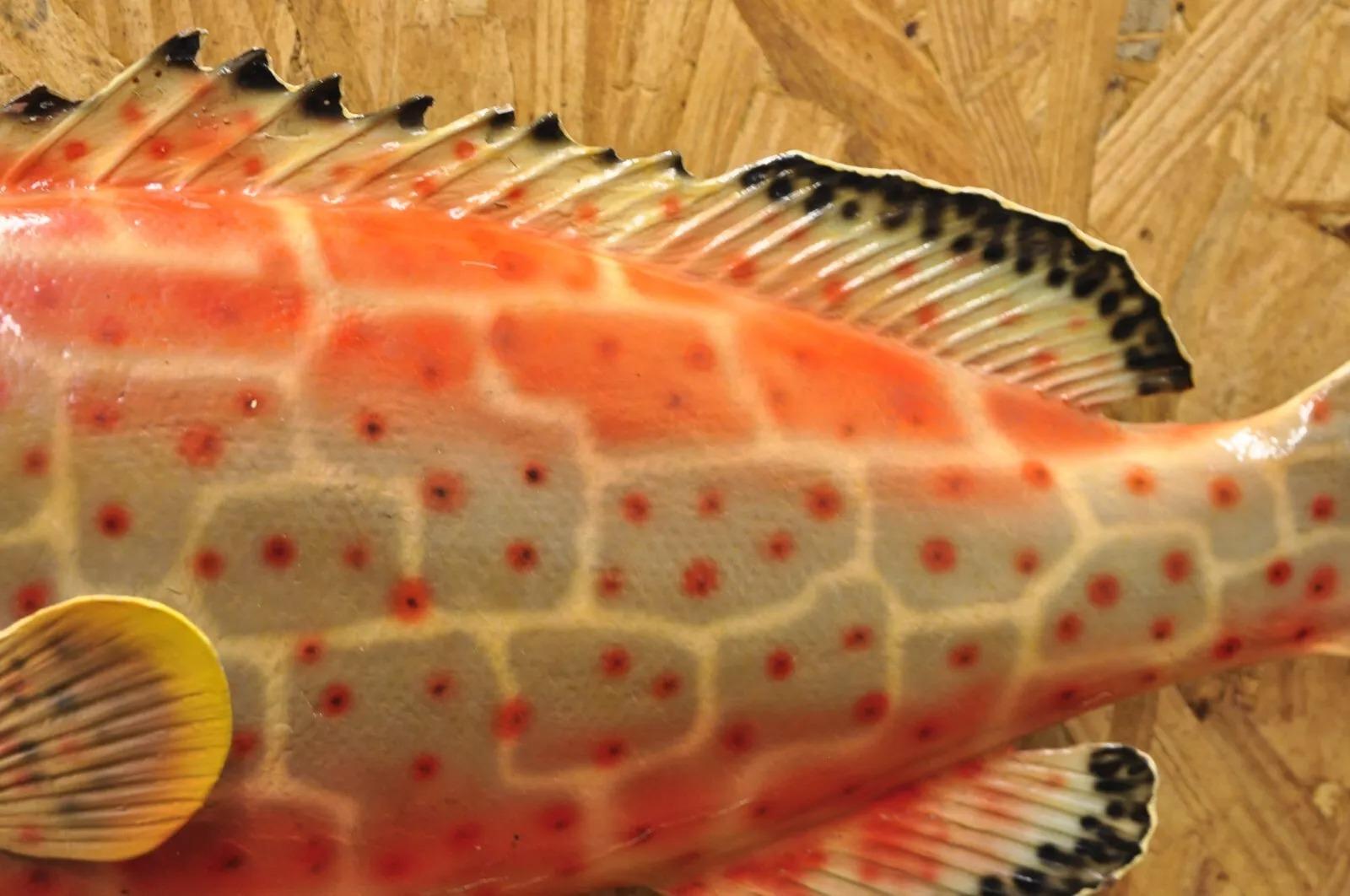 Vintage Strawberry Grouper Fish Wall Mount Taxidermy Replica Fishing Wall Decor 3