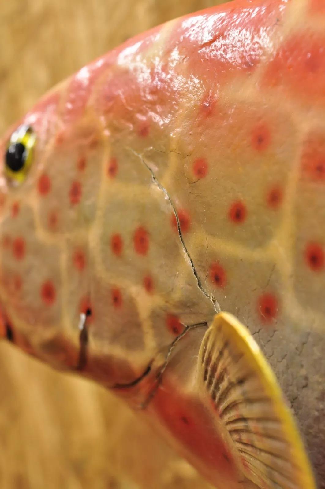 Vintage Strawberry Grouper Fish Wall Mount Taxidermy Replica Fishing Wall Decor 4