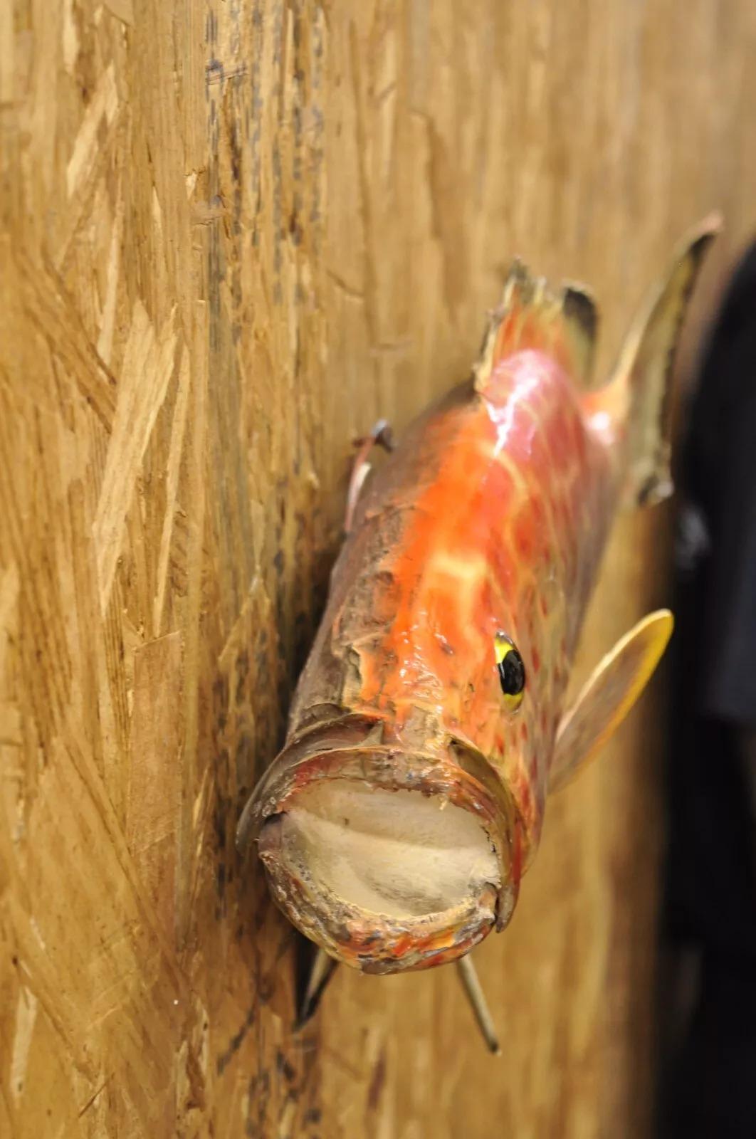Vintage Strawberry Grouper Fish Wall Mount Taxidermy Replica Fishing Wall Decor 5