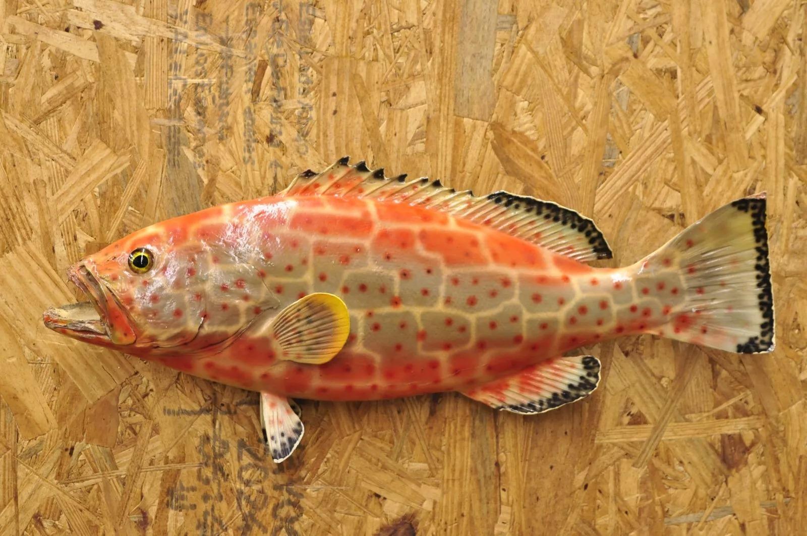 Rustic Vintage Strawberry Grouper Fish Wall Mount Taxidermy Replica Fishing Wall Decor