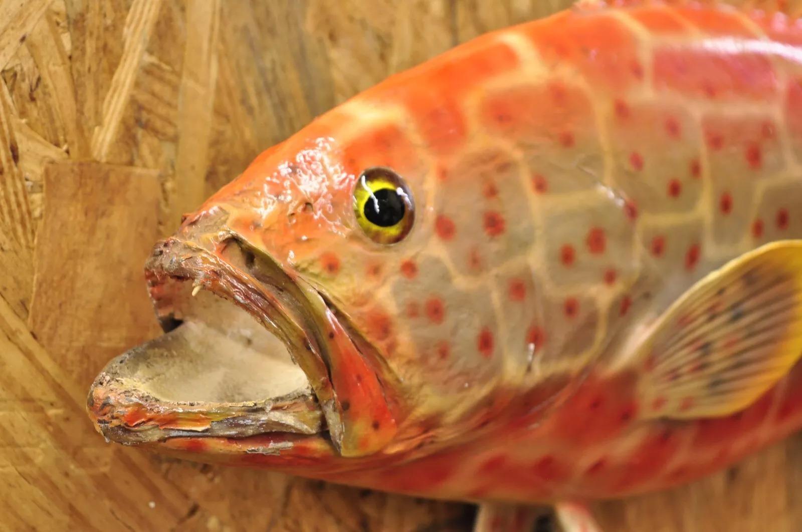 Unknown Vintage Strawberry Grouper Fish Wall Mount Taxidermy Replica Fishing Wall Decor