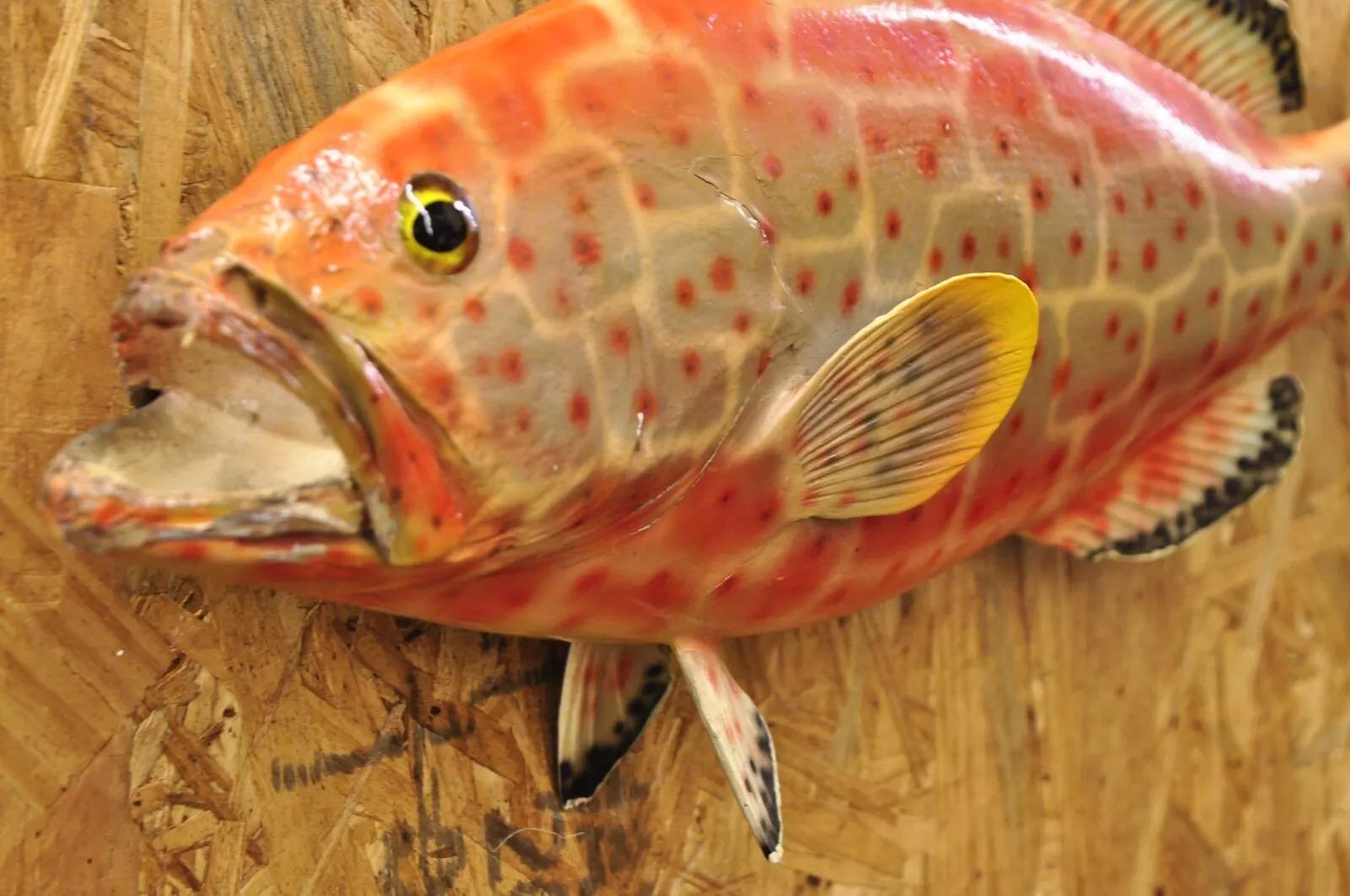 Vintage Strawberry Grouper Fish Wall Mount Taxidermy Replica Fishing Wall Decor In Good Condition In Philadelphia, PA