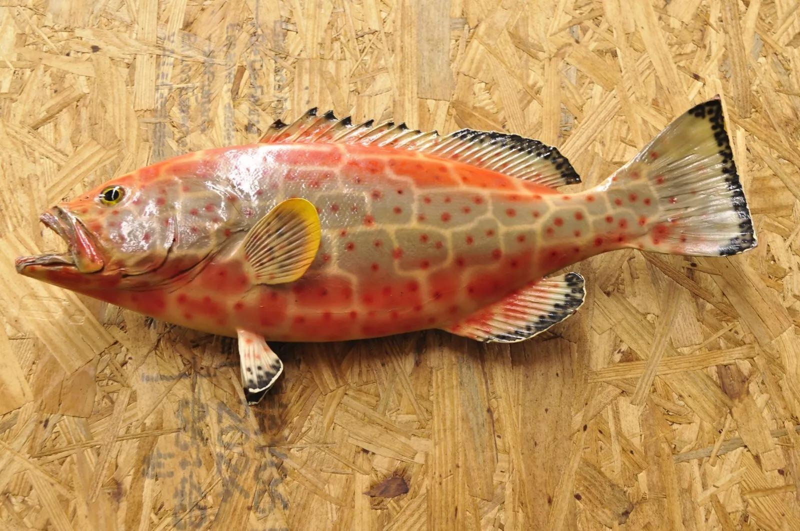 20th Century Vintage Strawberry Grouper Fish Wall Mount Taxidermy Replica Fishing Wall Decor