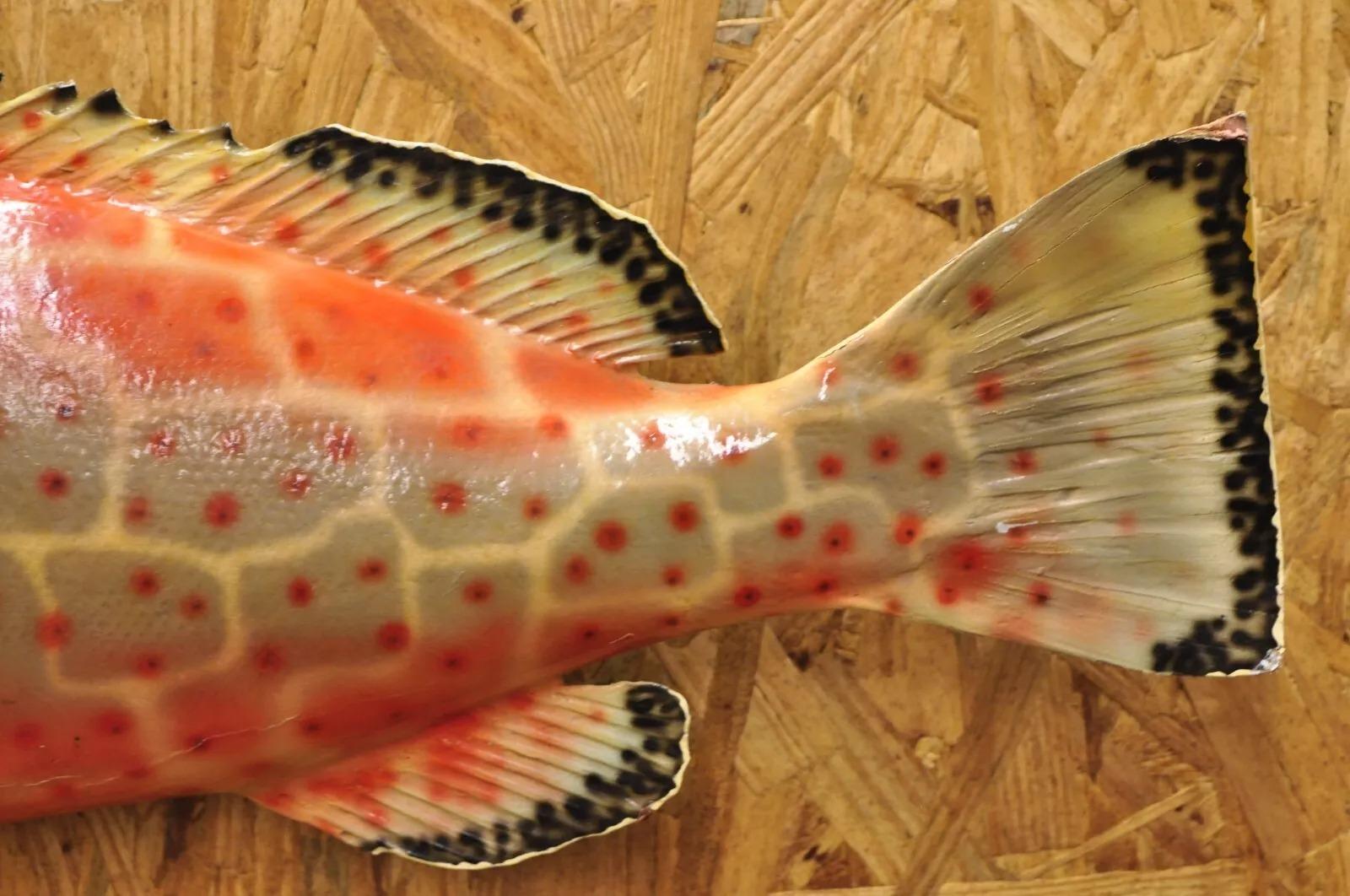 Foam Vintage Strawberry Grouper Fish Wall Mount Taxidermy Replica Fishing Wall Decor