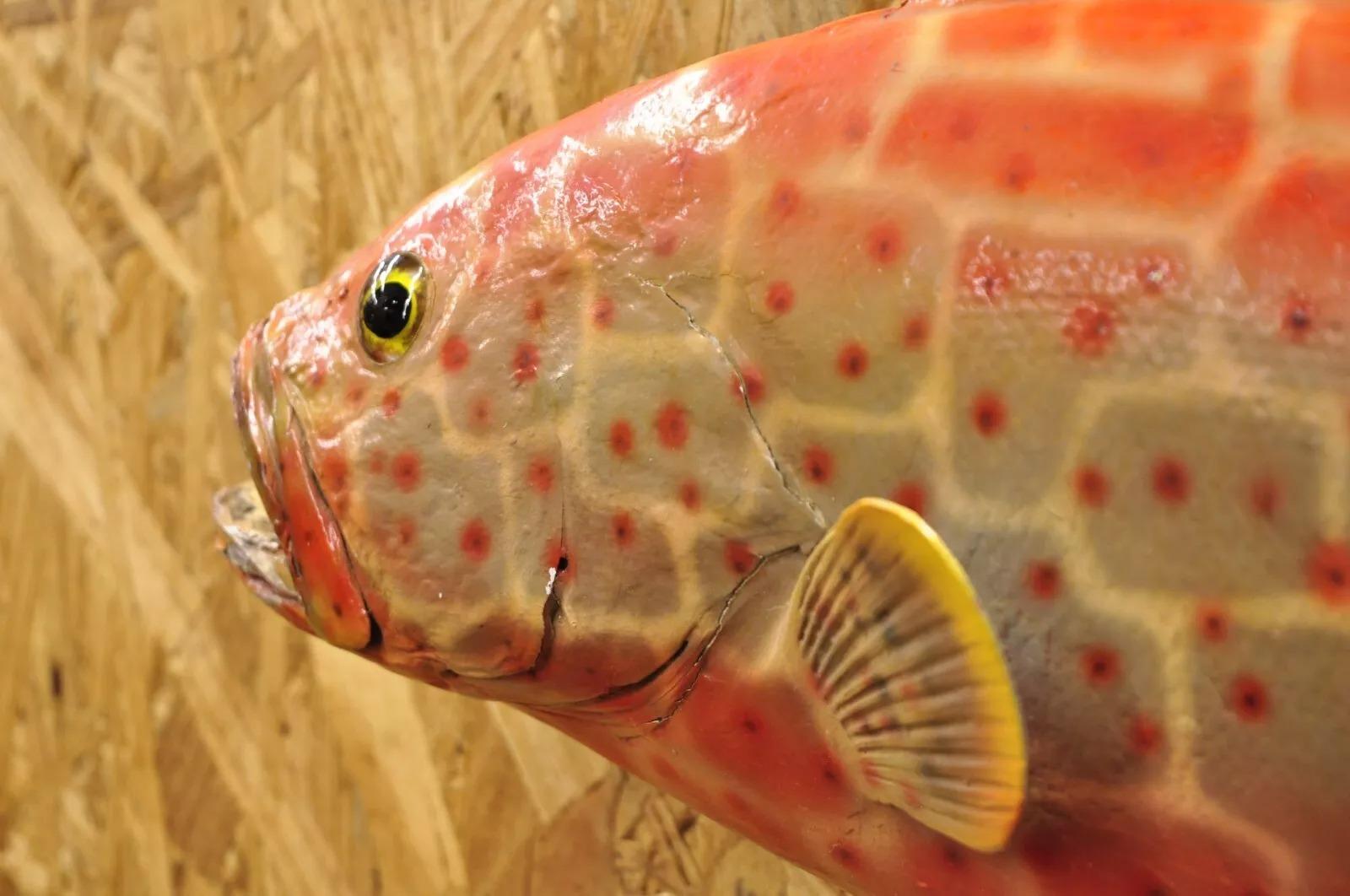 Vintage Strawberry Grouper Fish Wall Mount Taxidermy Replica Fishing Wall Decor 2
