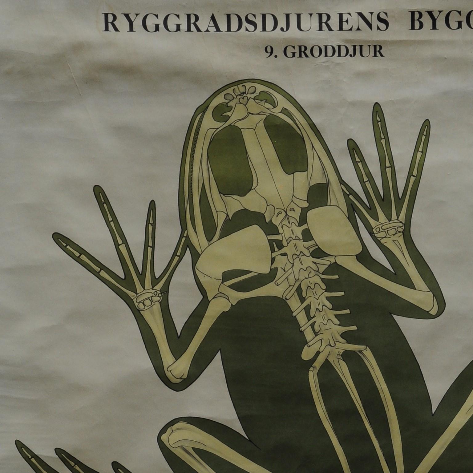 Die aufrollbare schwedische Wandtafel veranschaulicht den Knochenbau von Amphibien (Frosch und Salamander). Farbenfroher Druck auf mit Leinwand verstärktem Papier. Ryggradsjurens Byggnad 09. Graddjur.
Abmessungen:
Breite: 69cm (27,17 Zoll)
Höhe: 99