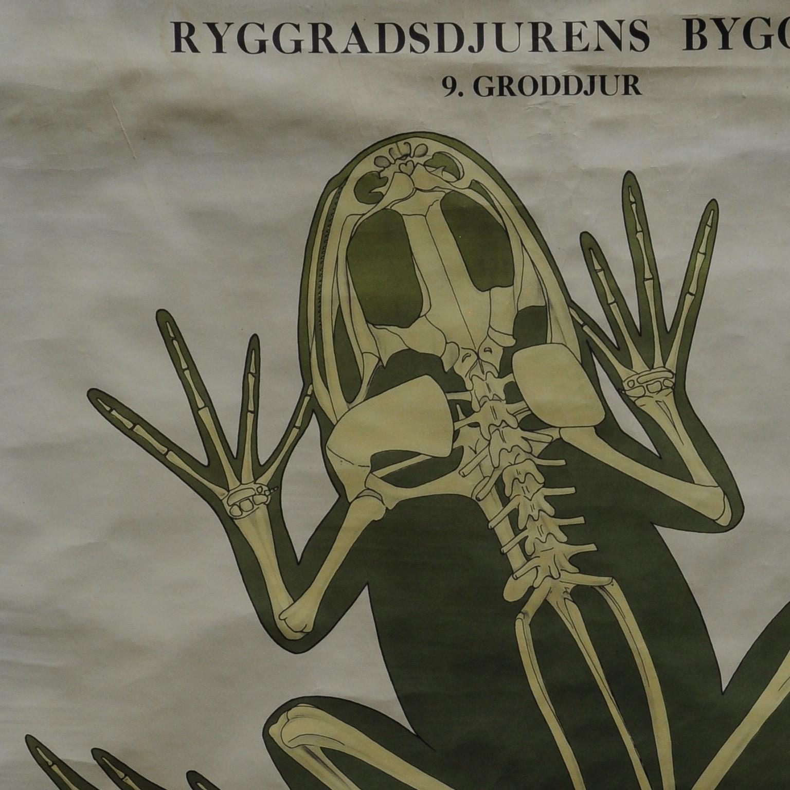 The rollable Swedish wall chart illustrates the bone structure of amphibians (frog and salamander). Colorful print on paper reinforced with canvas. Ryggradsjurens Byggnad 09. Graddjur.
Measurements:
Width: 69cm (27.17 inch)
Heigth: 99 cm (38.98