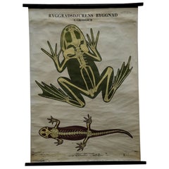 Retro Swedisch Pull-Down Wall Chart Skeletons Anatomy of Amphibians