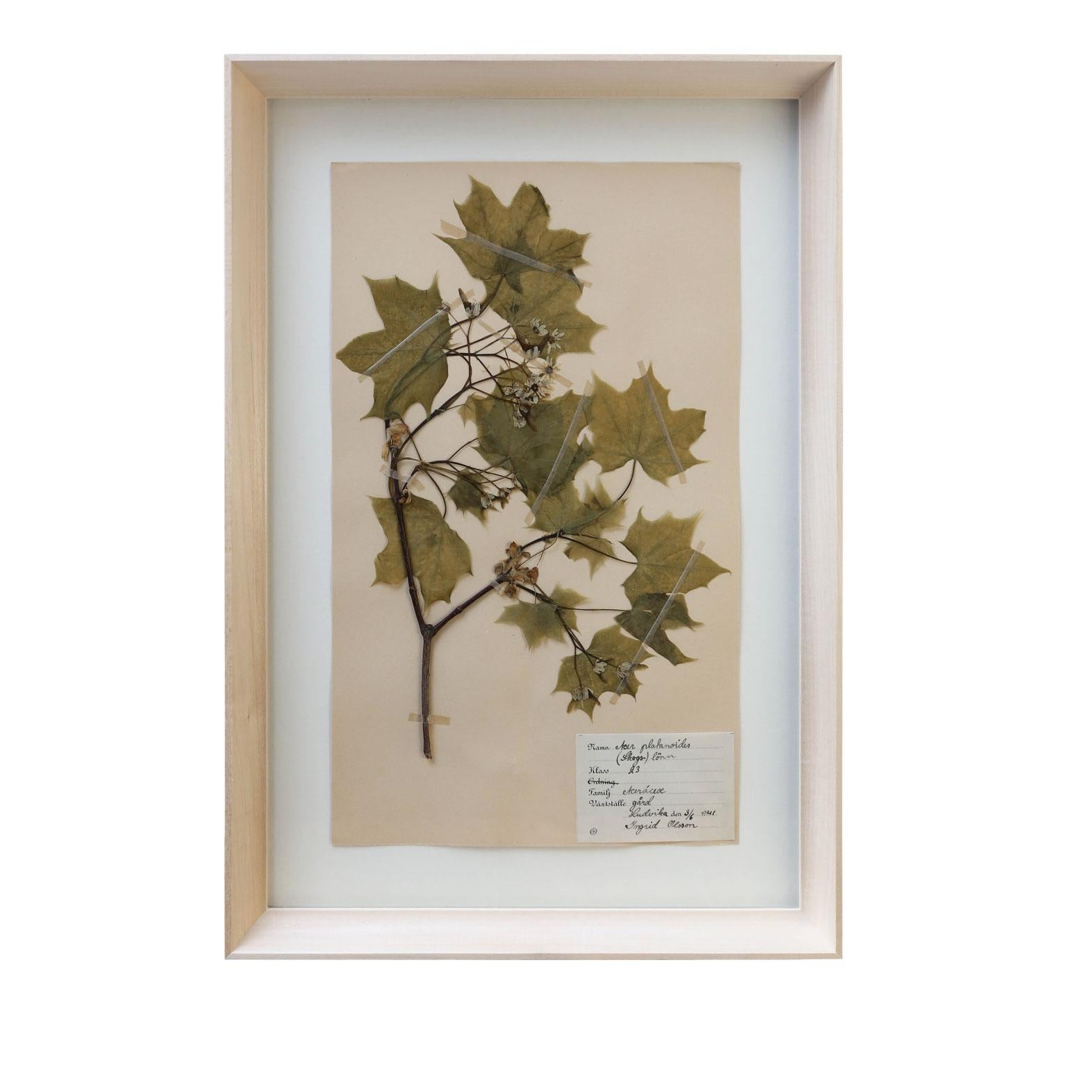 Vintage Swedish herbaria, newly framed in unfinished maple (circa 1930-1950). Each float-mounted herbarium (botanical) measures 15.75 inches high x 9.5 inches wide. Sold individually and priced $695 each. Twenty available - see all five listings