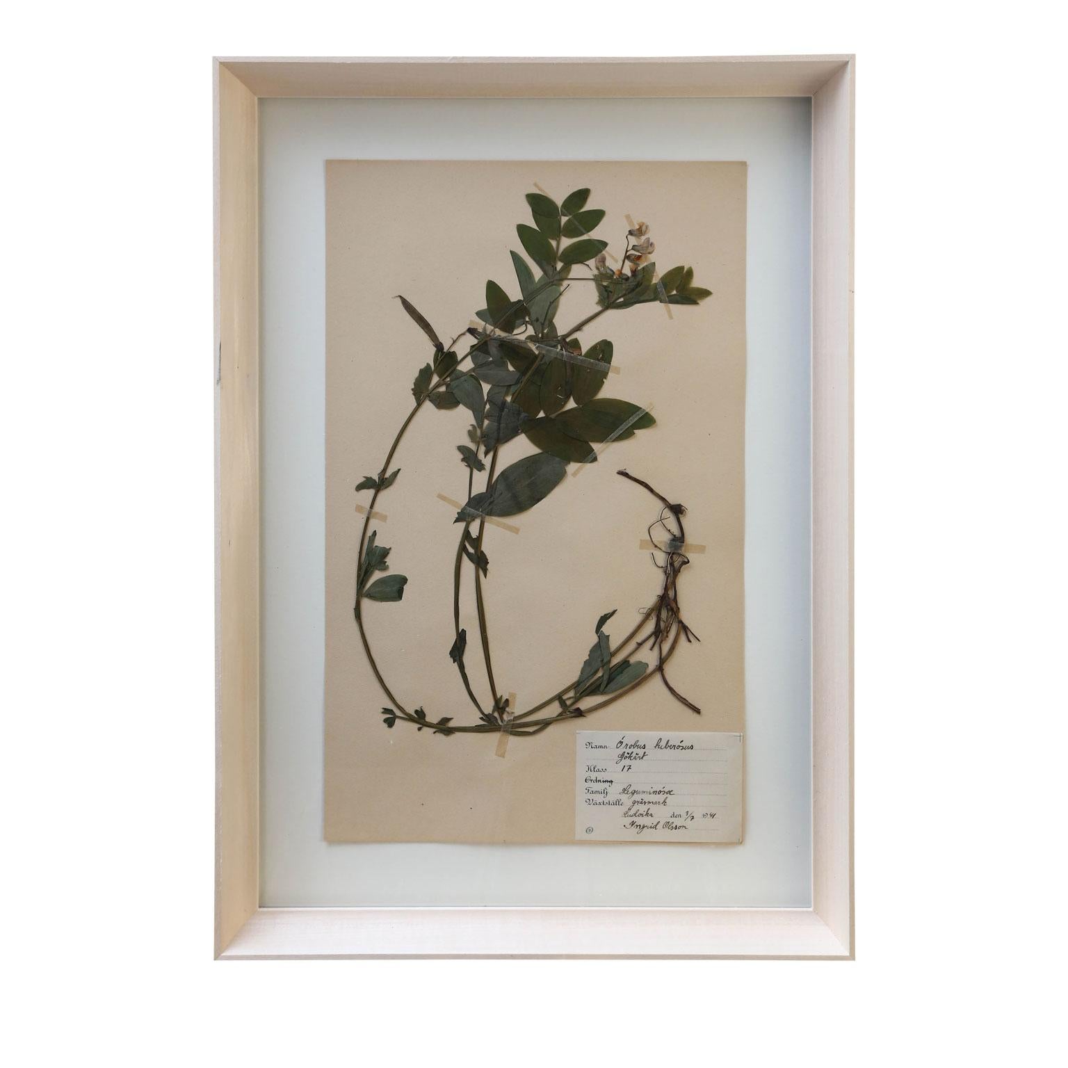 Vintage Swedish herbaria, newly framed in unfinished maple, (circa 1930-1950). Each float-mounted herbarium (botanical) measures: 15.75 inches high x 9.5 inches wide. Sold individually and priced $695 each. Twenty available - see all five listings