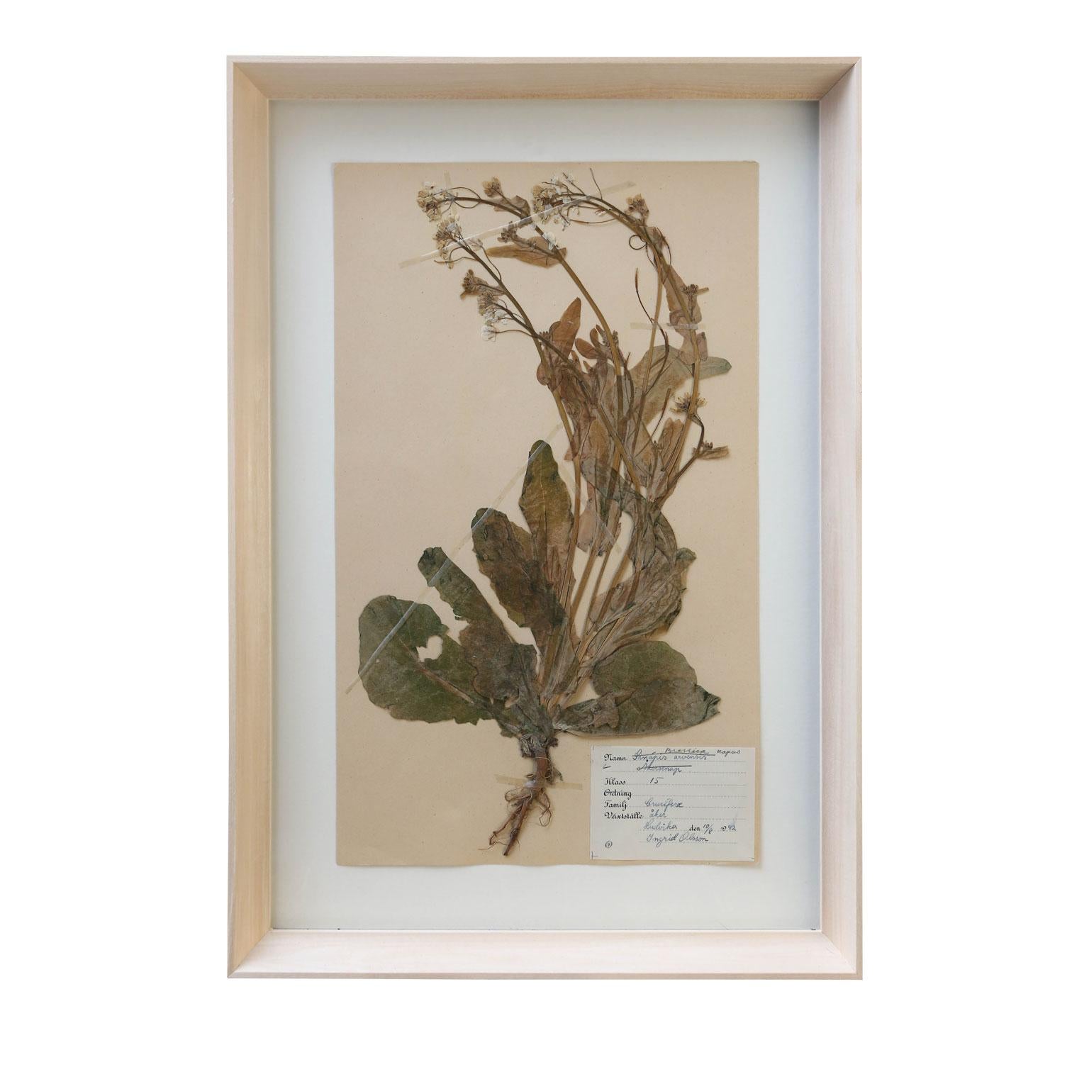 Vintage Swedish Herbaria In Good Condition In Houston, TX