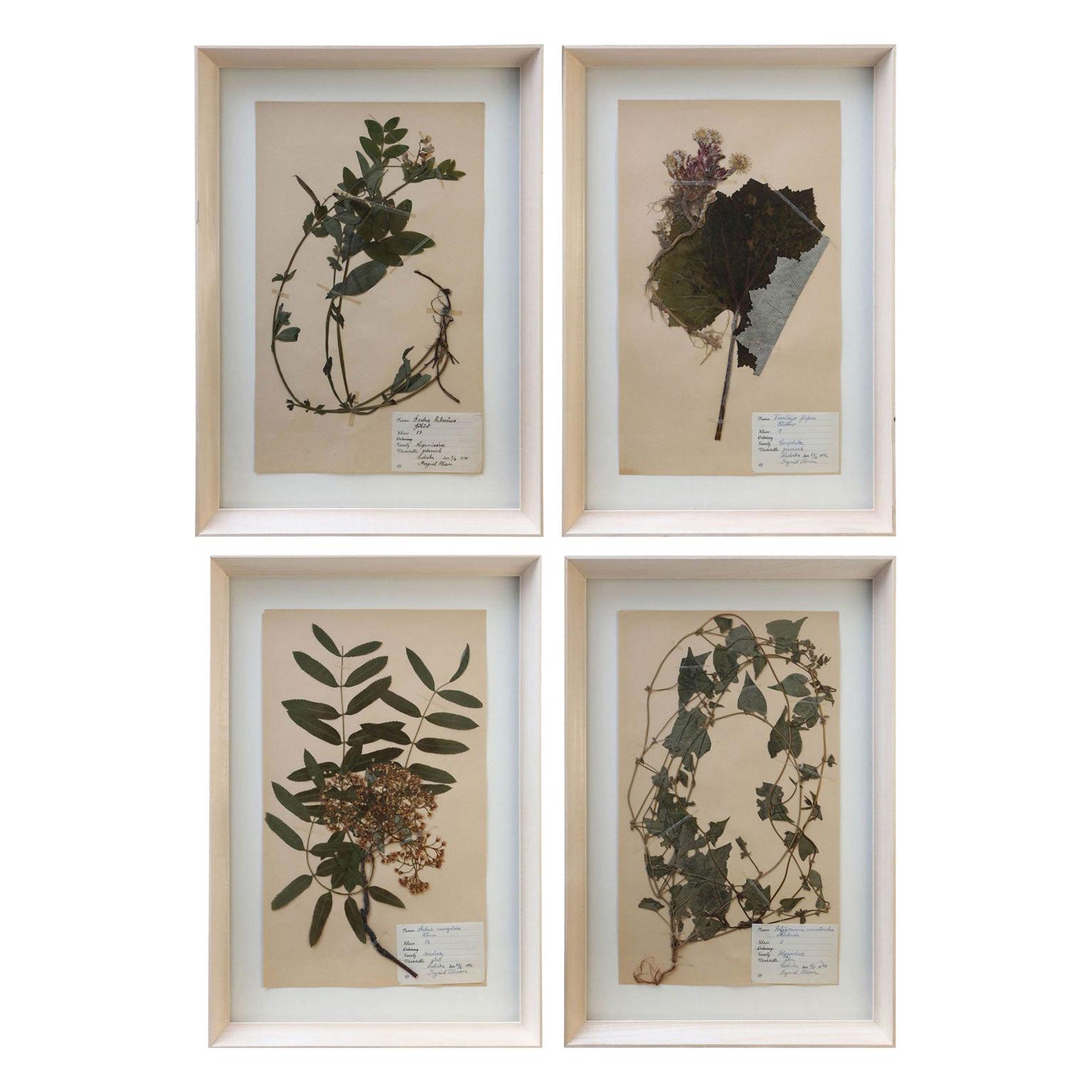 Vintage Swedish herbaria, newly framed in unfinished maple, (circa 1930-1950). Each float-mounted herbarium (botanical) measures: 15.75 inches high x 9.5 inches wide. Sold individually and priced $695 each. Twenty available - see all five listings