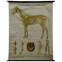 Vintage Swedish Pull-Down Wall Chart Anatomy of a Horse