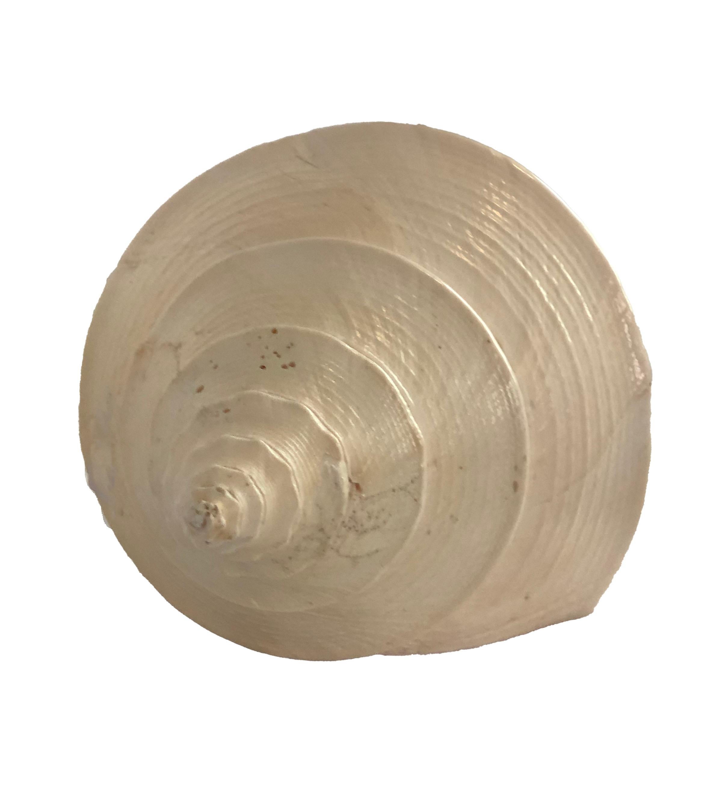 This seashell measures an impressive 20