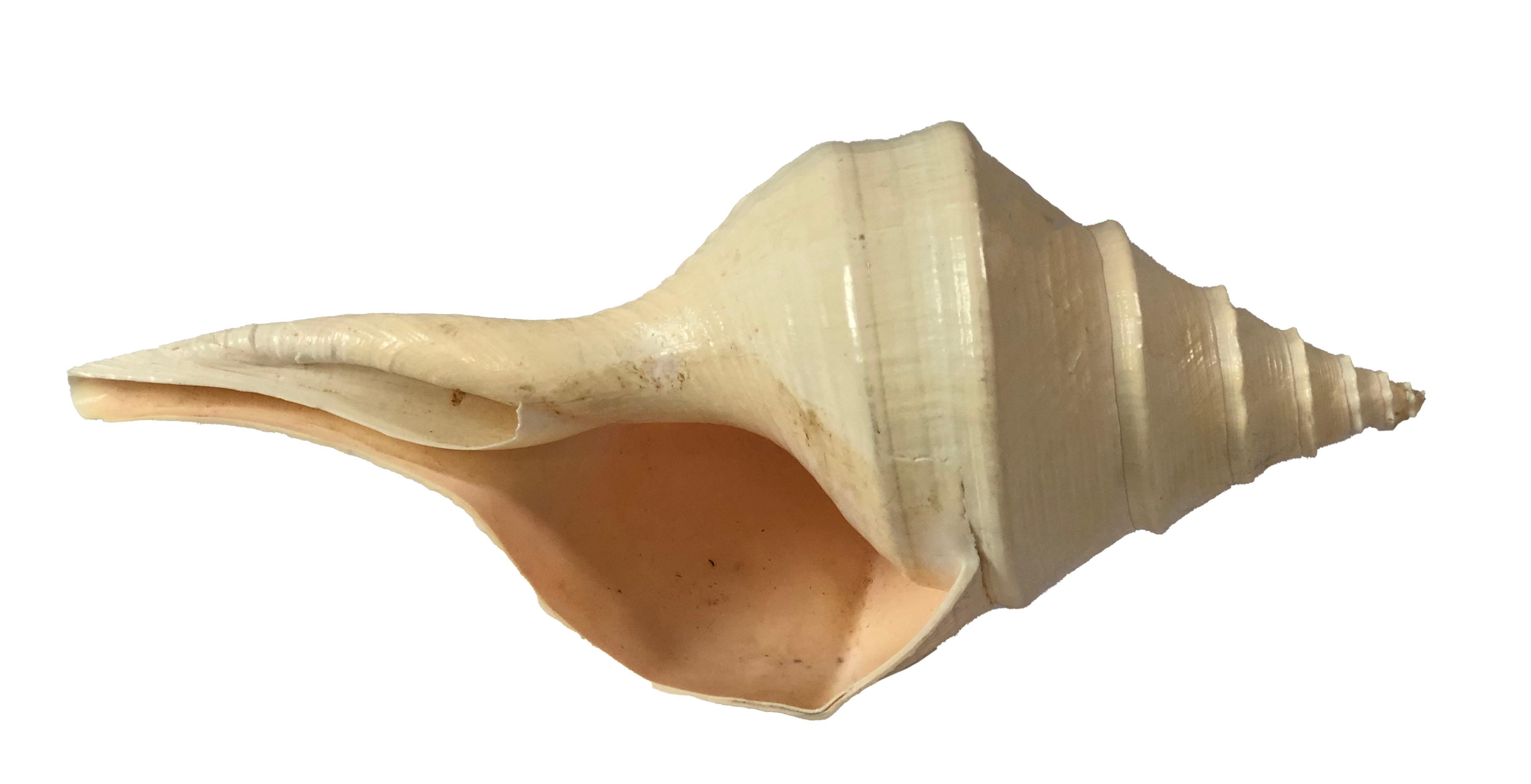 false trumpet snail