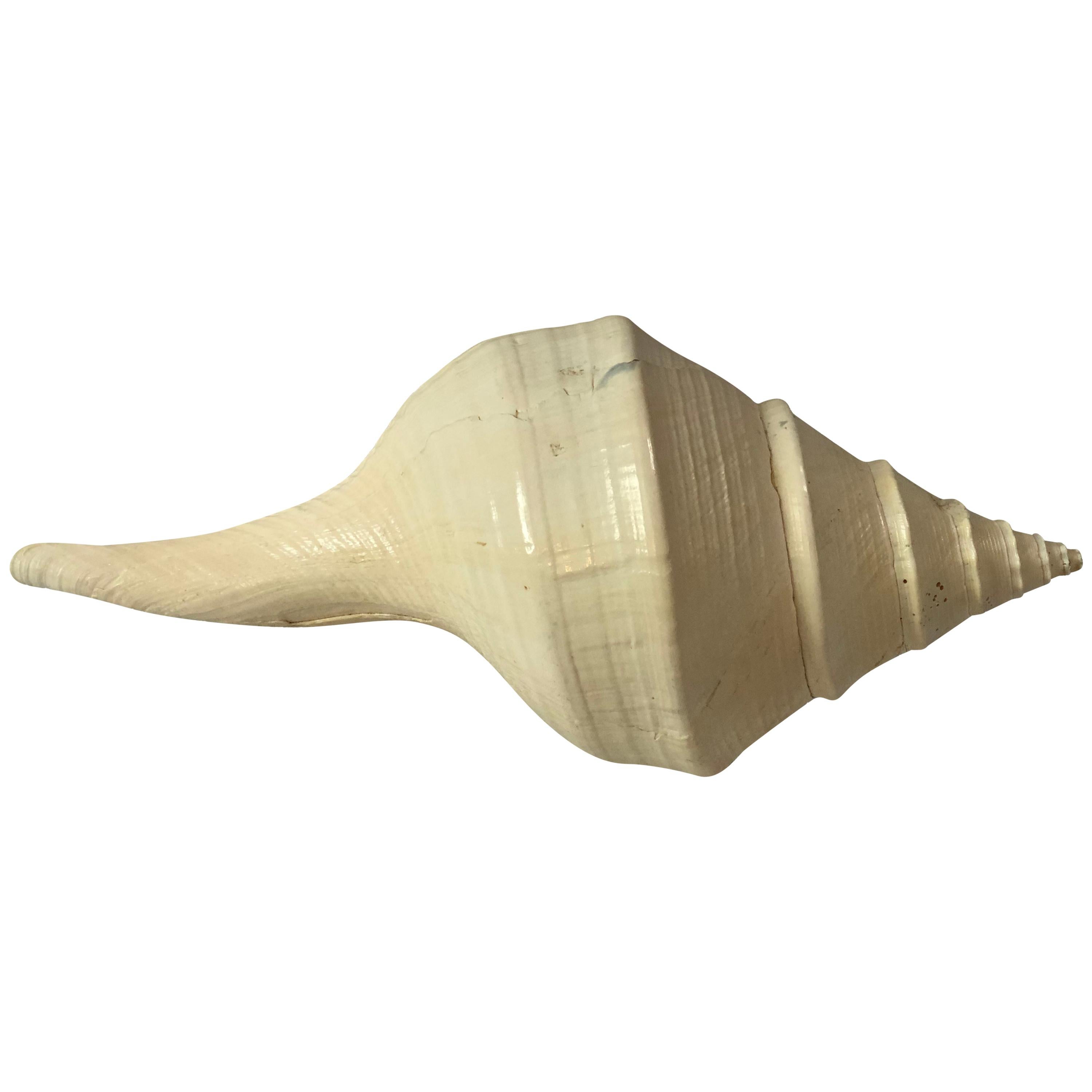 Vintage Syrinx Aruanus Trumpet Conch Seashell Ocean Nautical Collectible