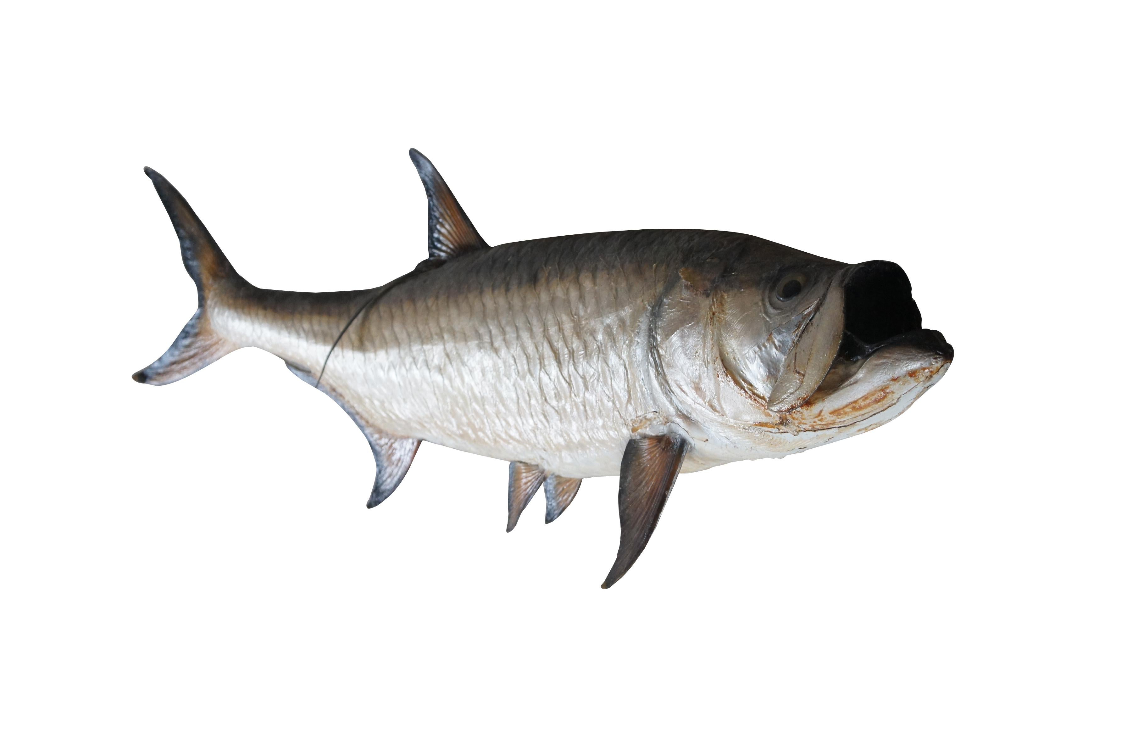 Species Details
Species Name: Megalops Atlanticus
Species Family: Megalopidae
Species Order: Elopiformes
Habitat: Inshore, Flats, Backcountry

Weight: 25 - 63 lbs.

Length: 48