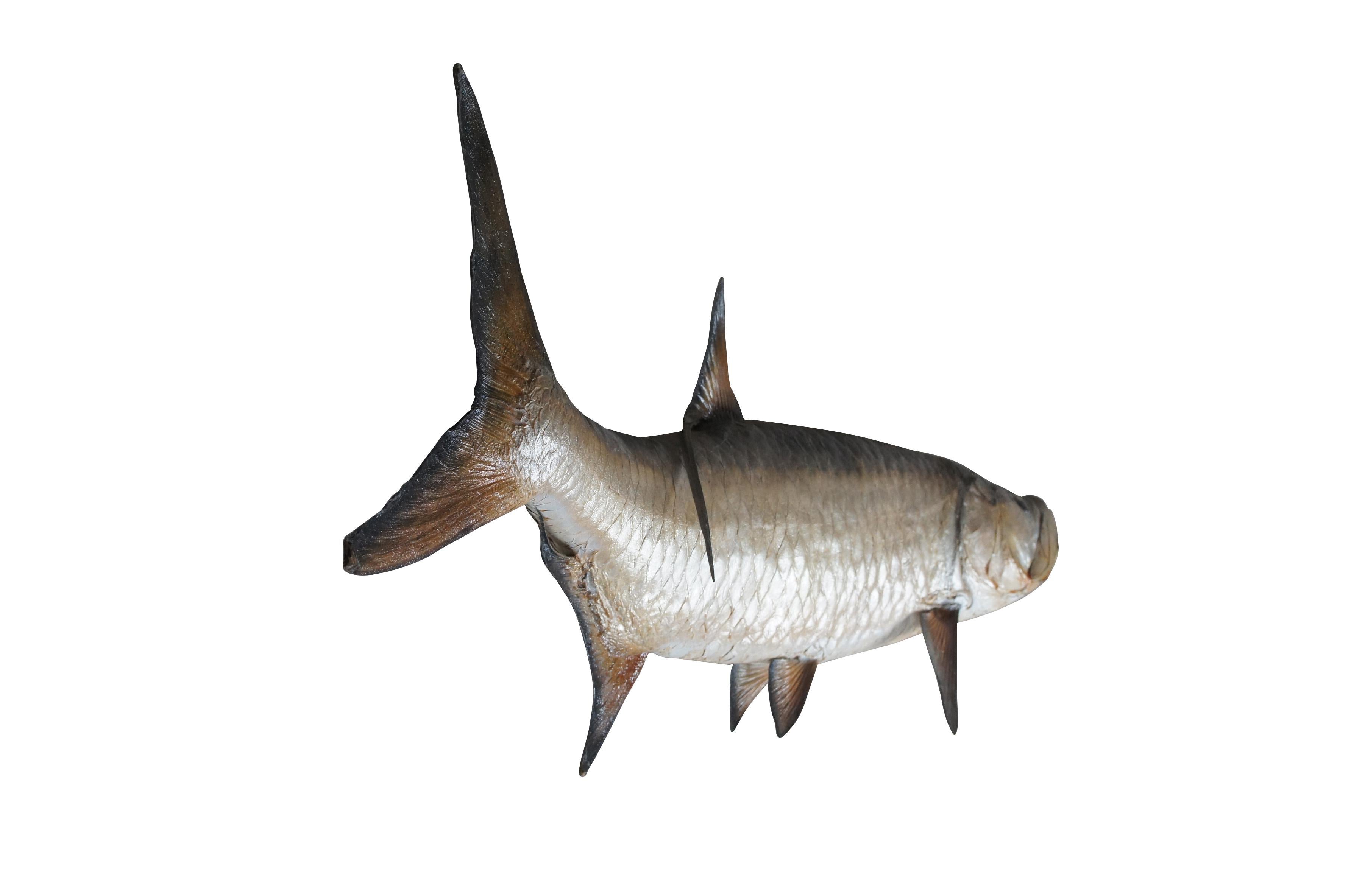 paddlefish skull mount