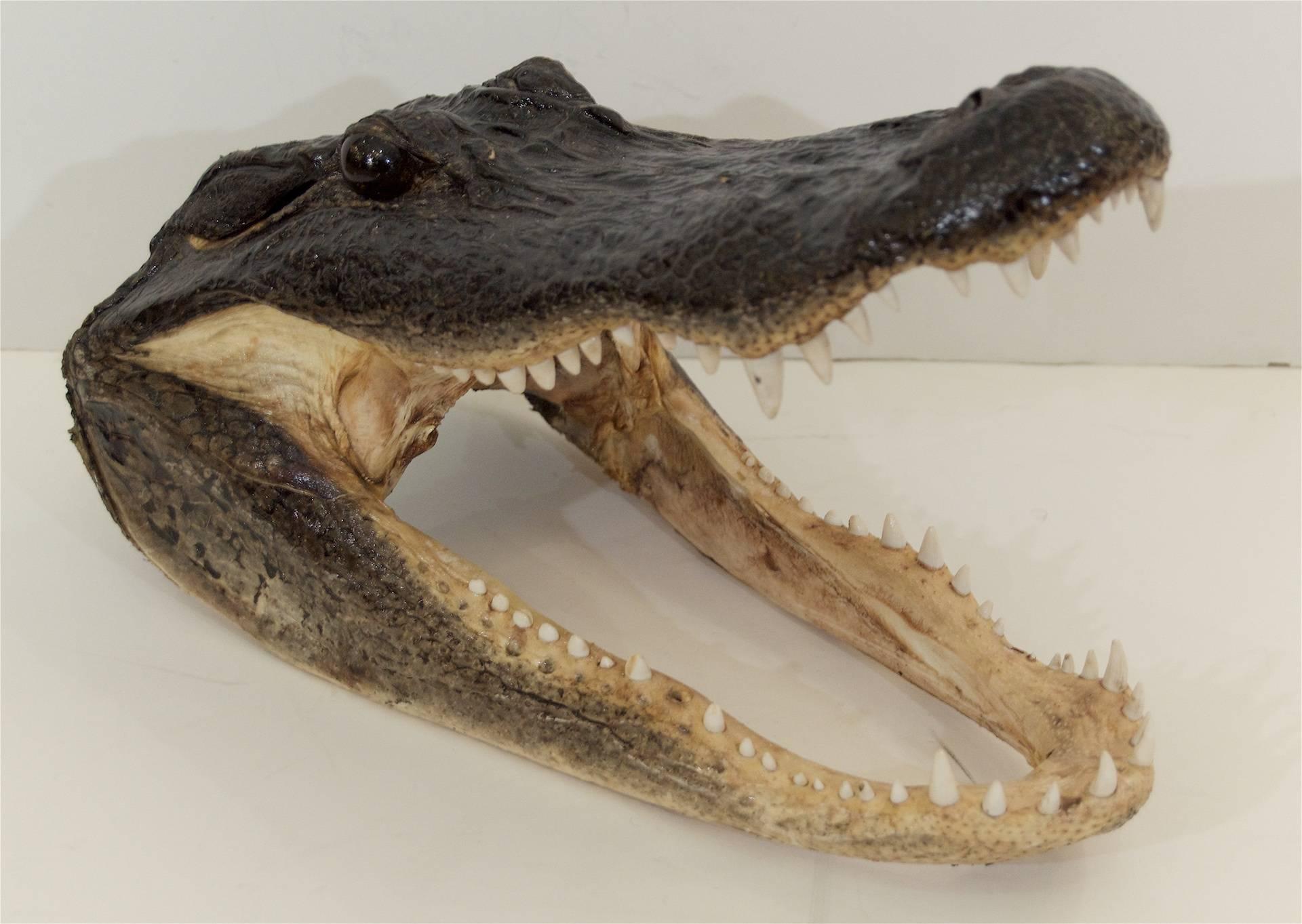 Dramatic taxidermy alligator head; from a 10' long alligator.