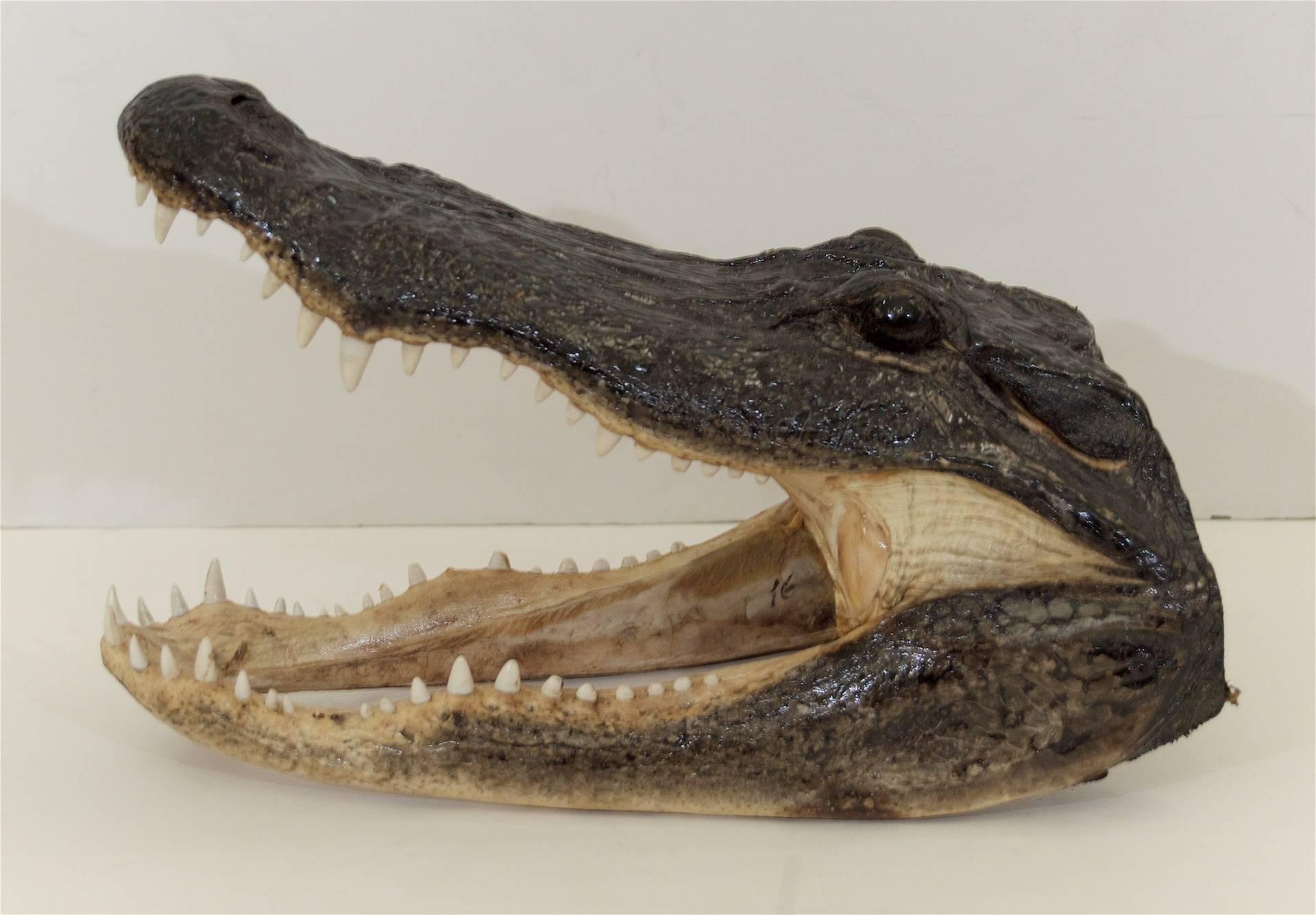 alligator head for sale