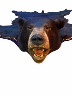 Vintage Taxidermy Bear Rug