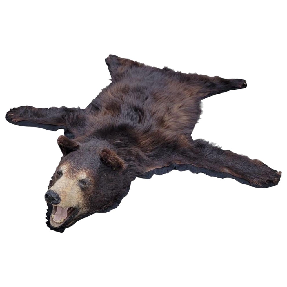 Vintage Taxidermy Black Bear Rug