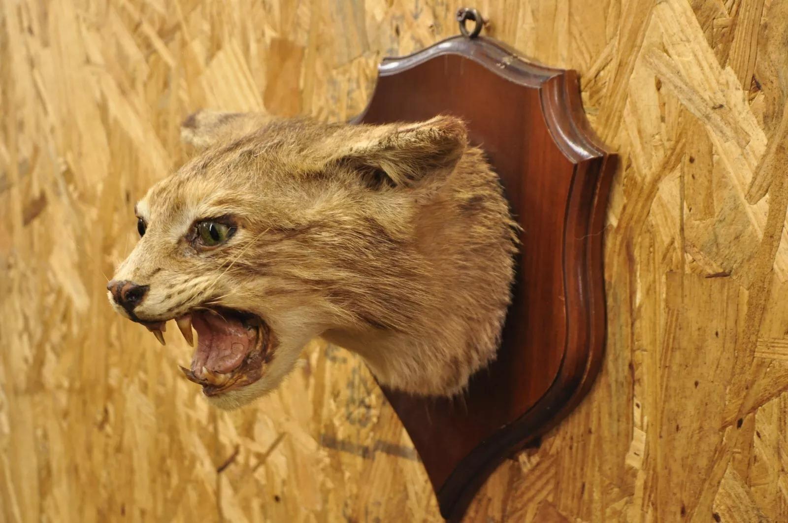 Tassidermia d'epoca Bobcat a spalla su placca da parete in legno Cabine Decor. Circa metà del XX secolo. Misure (complessive): 12