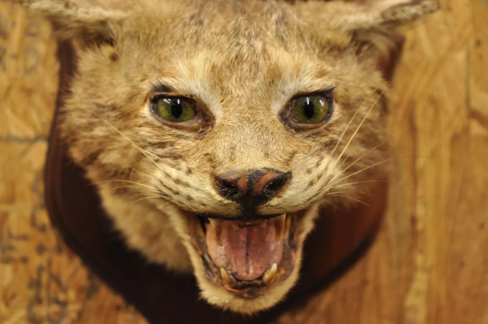 cabine bobcat