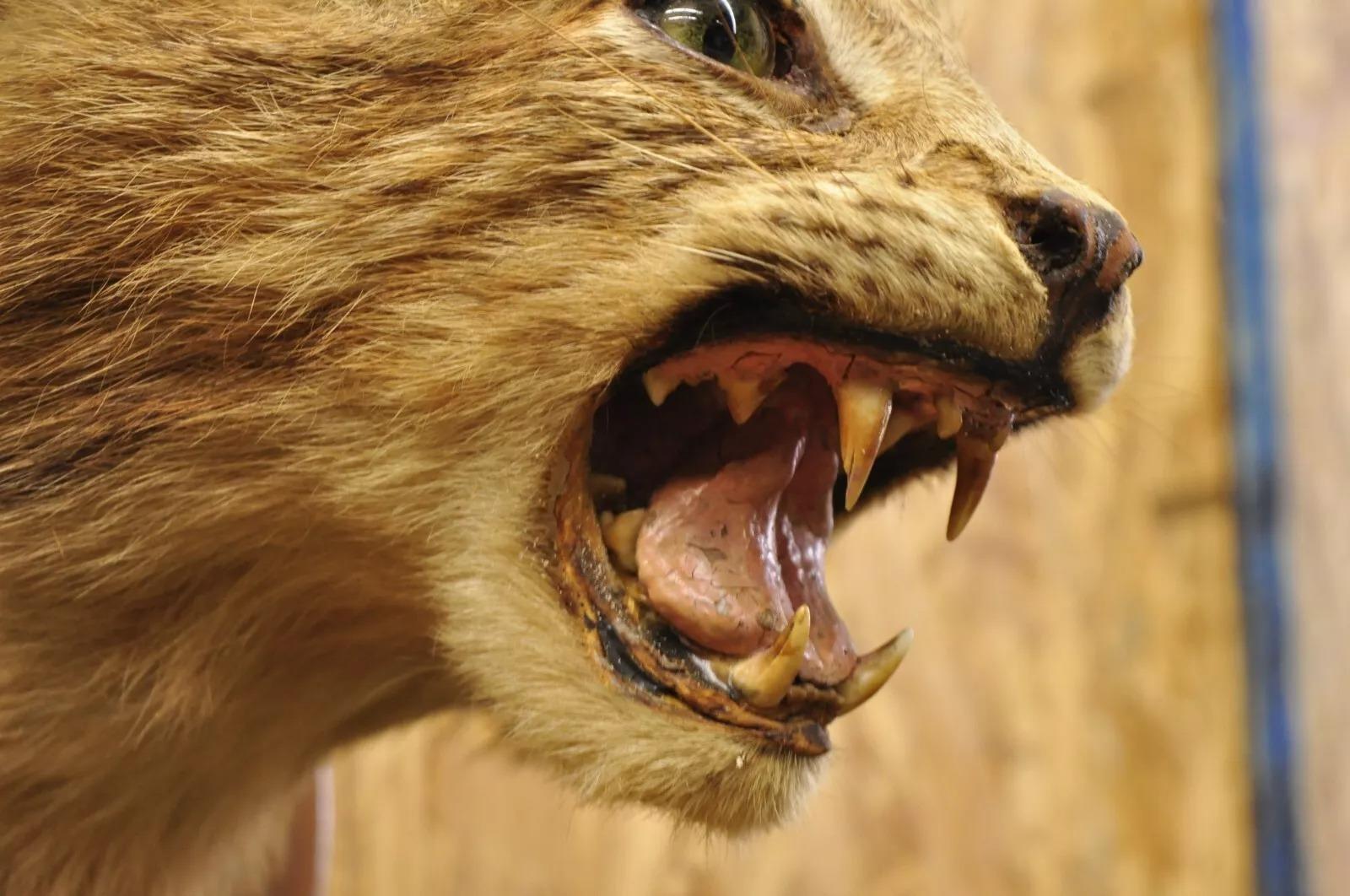 Sconosciuto Tassidermia d'epoca Bobcat a spalla su placca da parete in legno Cabine Decor