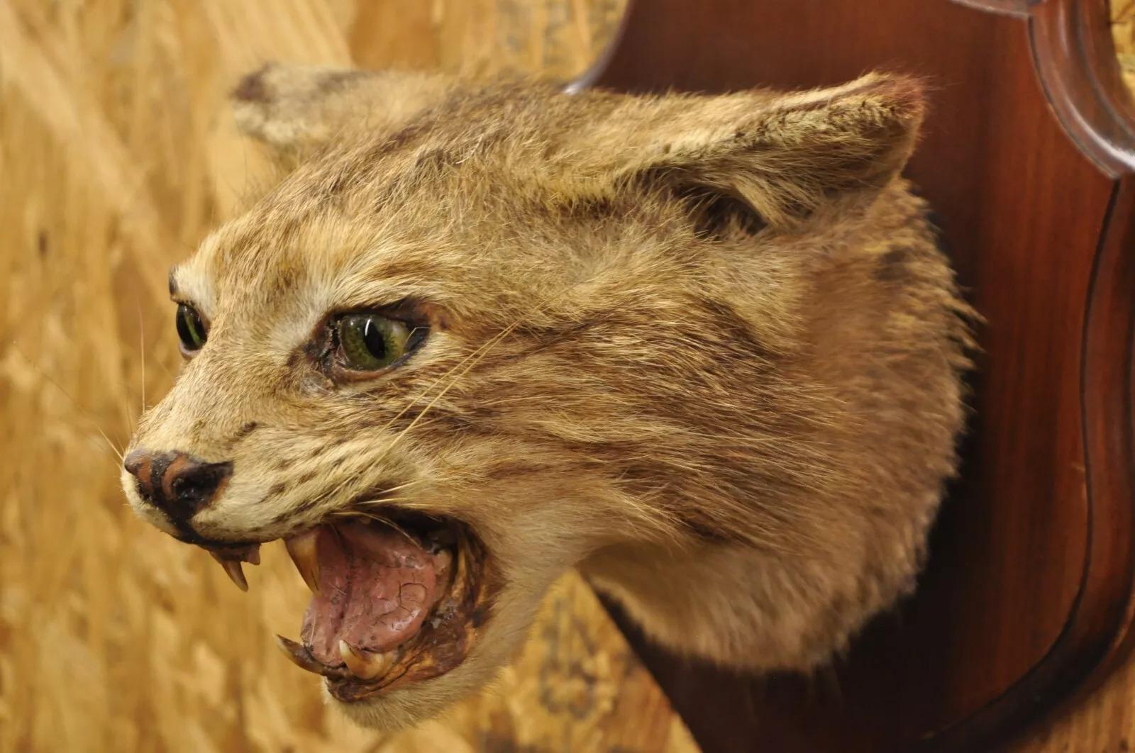 Tassidermia d'epoca Bobcat a spalla su placca da parete in legno Cabine Decor In condizioni buone a Philadelphia, PA