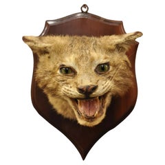 Vintage Taxidermy Bobcat Shoulder Mount on Wooden Wall Plaque Cabin Decor