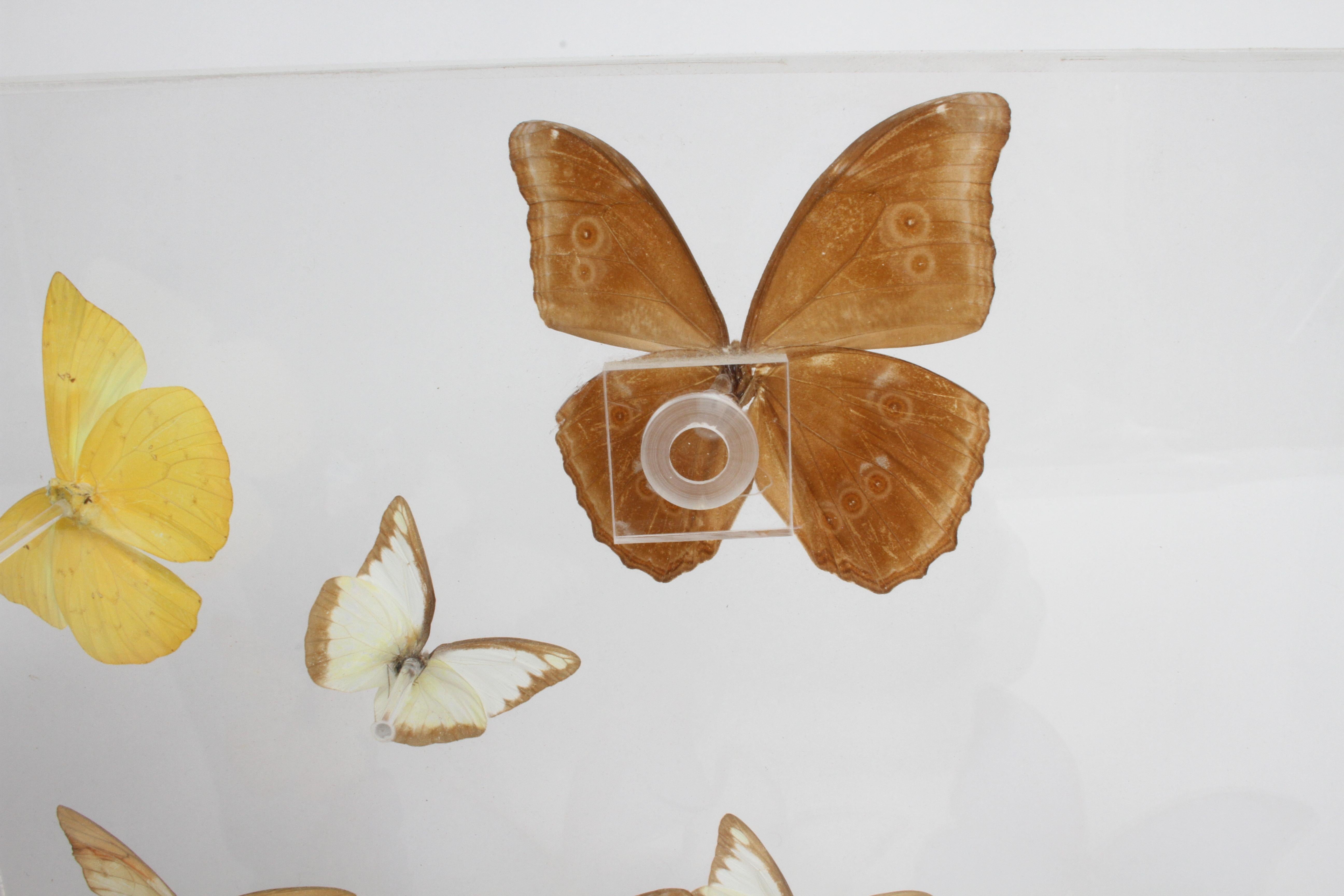 Colección vintage de mariposas taxidermizadas en expositor de Lucite Firmado por Linda Bosse en venta 5