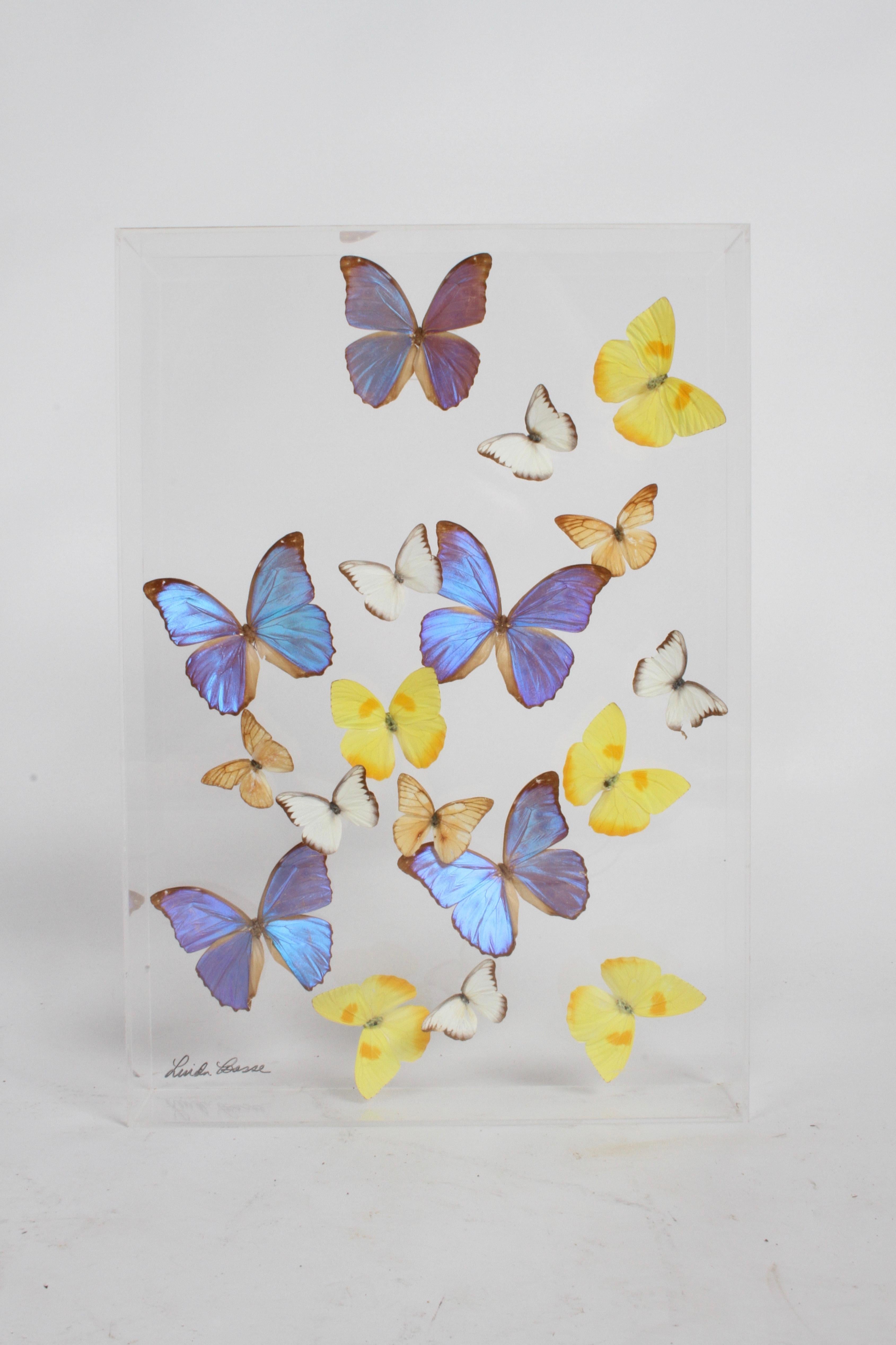 Collection de papillons de taxidermie vintage en lucite signée par Linda Bosse en vente 5