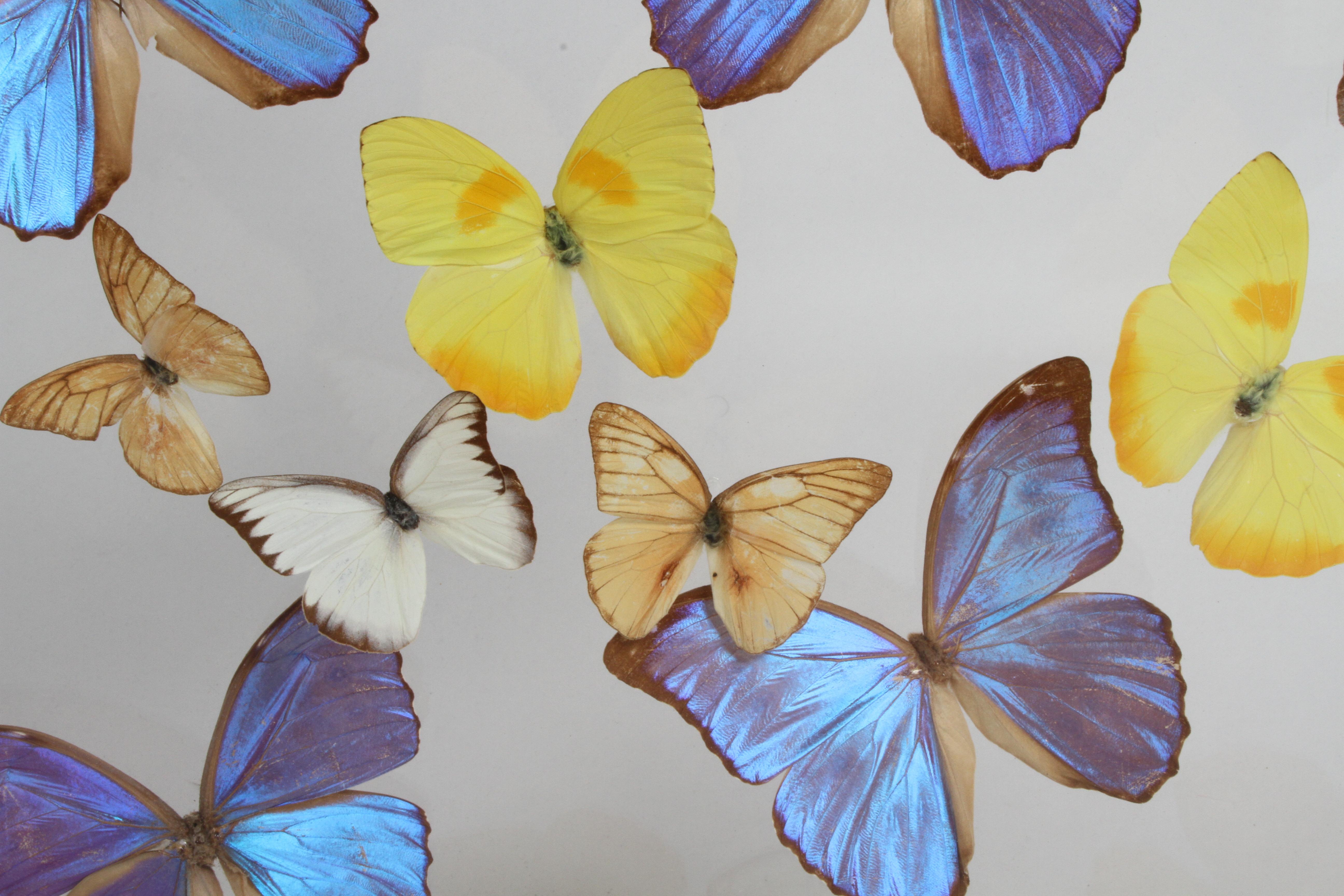 Collection de papillons de taxidermie vintage en lucite signée par Linda Bosse en vente 7