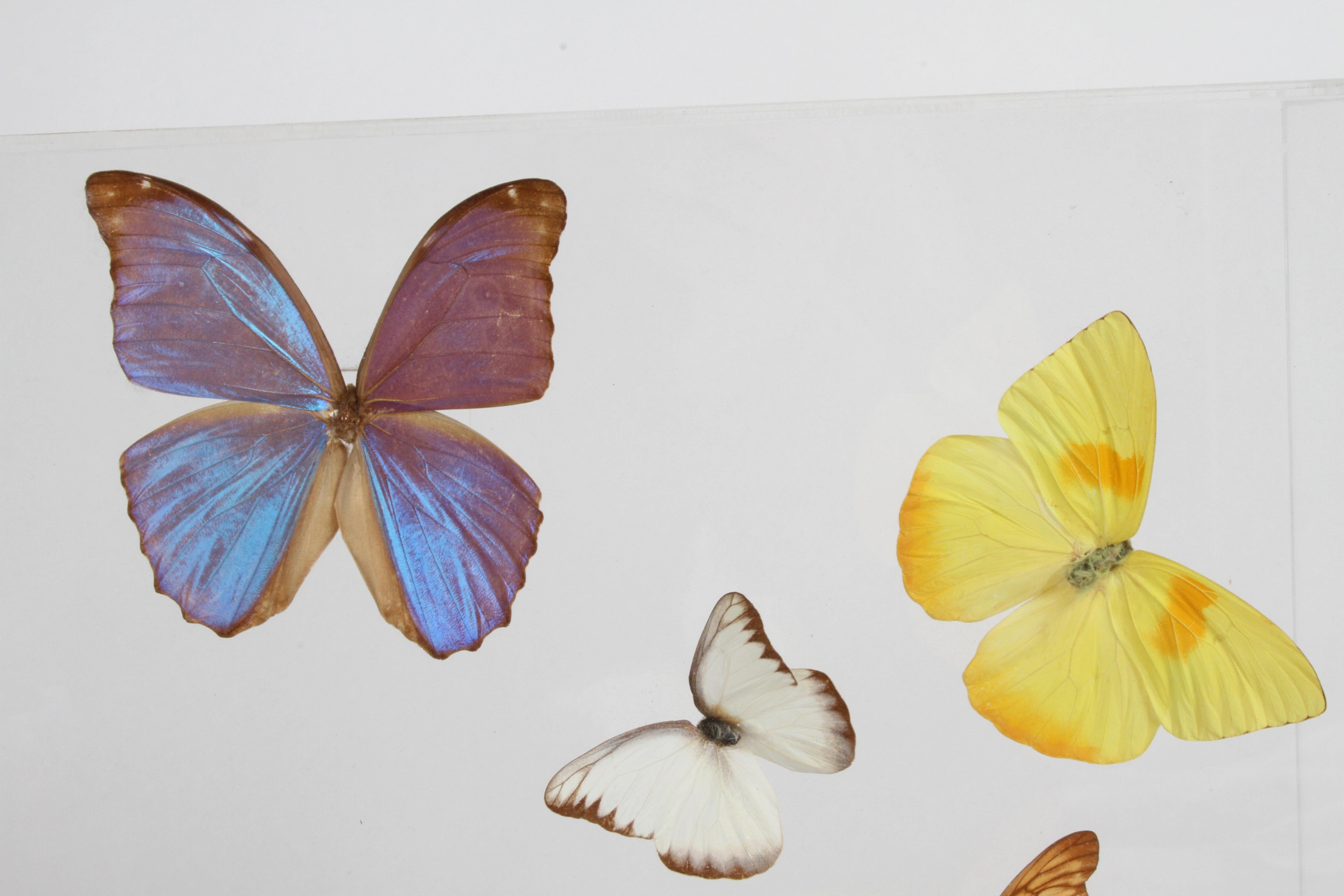 Vintage Taxidermy Butterfly Collection in Lucite Display Signed by Linda Bosse For Sale 6