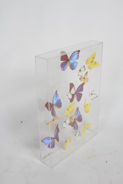 Vintage Taxidermy Butterfly Collection in Lucite Display Signed by Linda Bosse