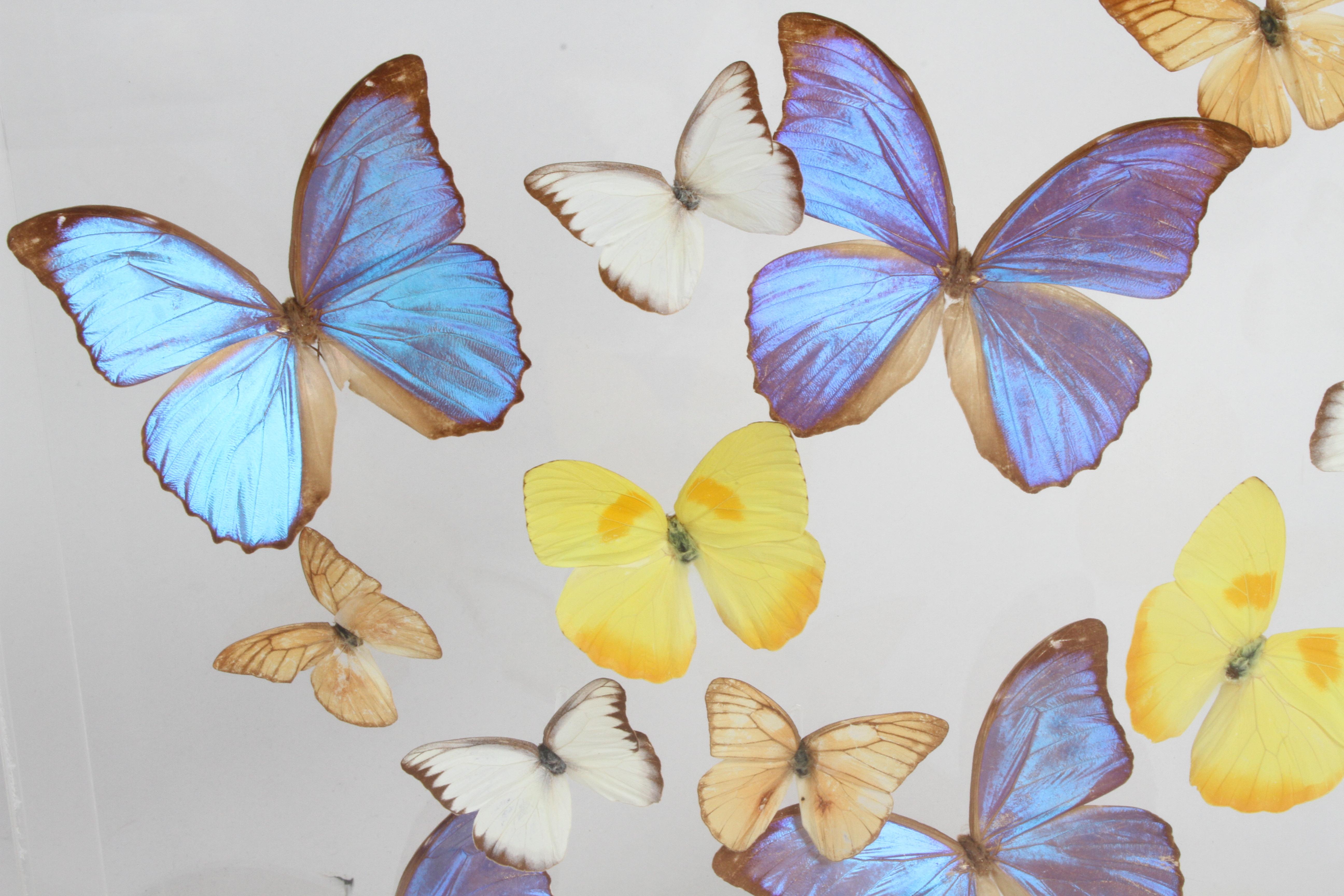 butterfly taxidermy display