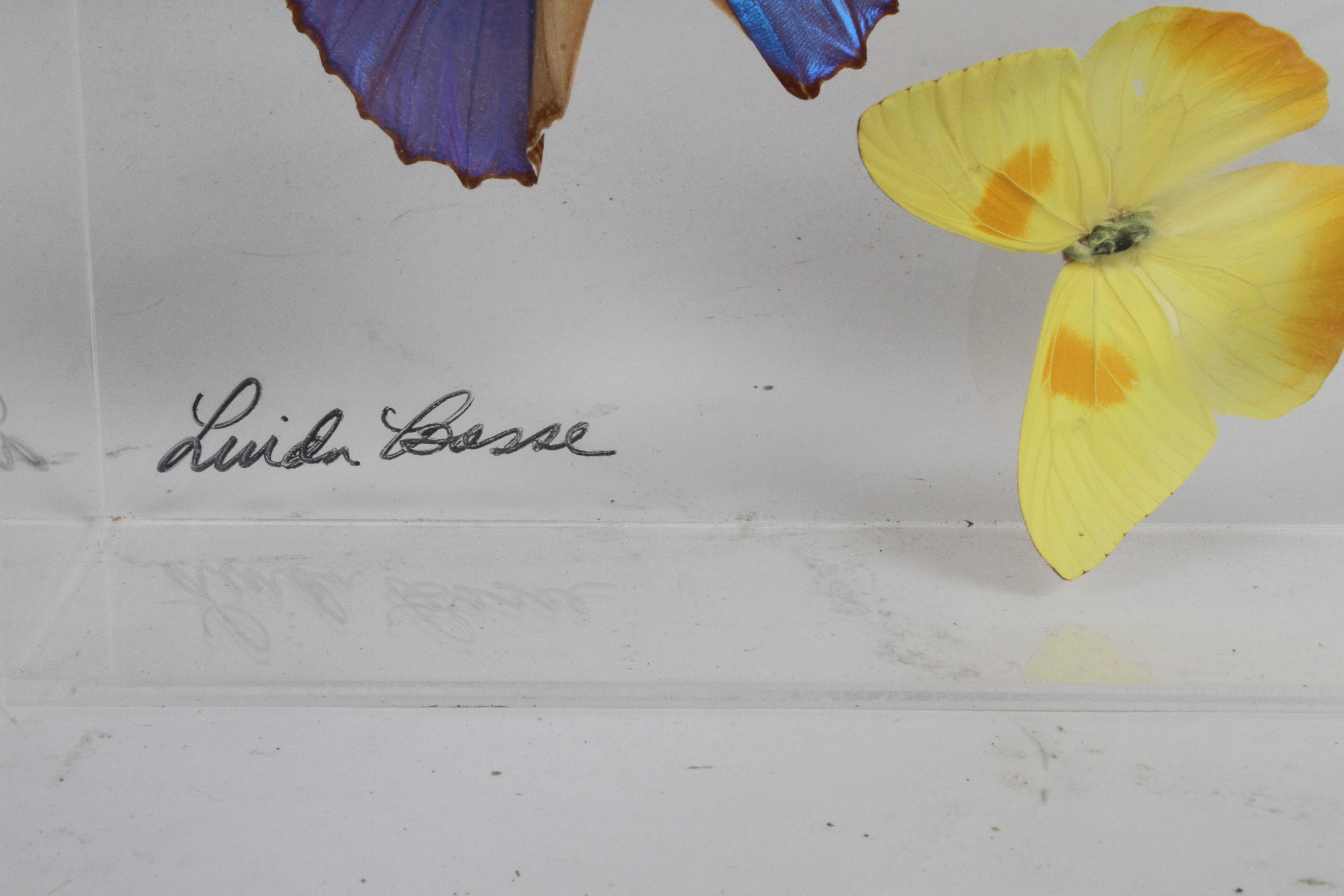 Colección vintage de mariposas taxidermizadas en expositor de Lucite Firmado por Linda Bosse Estadounidense en venta