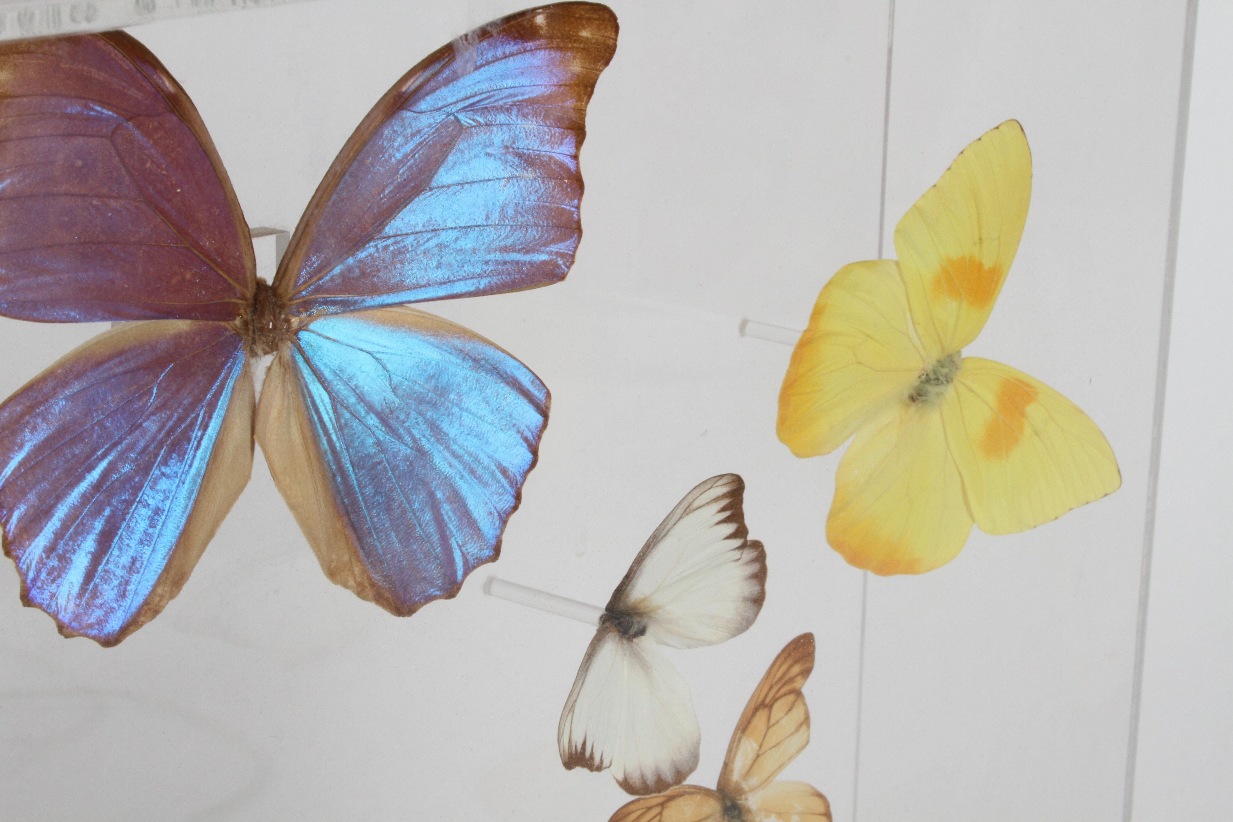 Collection de papillons de taxidermie vintage en lucite signée par Linda Bosse en vente 1