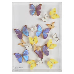 Colección vintage de mariposas taxidermizadas en expositor de Lucite Firmado por Linda Bosse