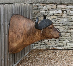 Vintage Taxidermy, Cape Buffalo.