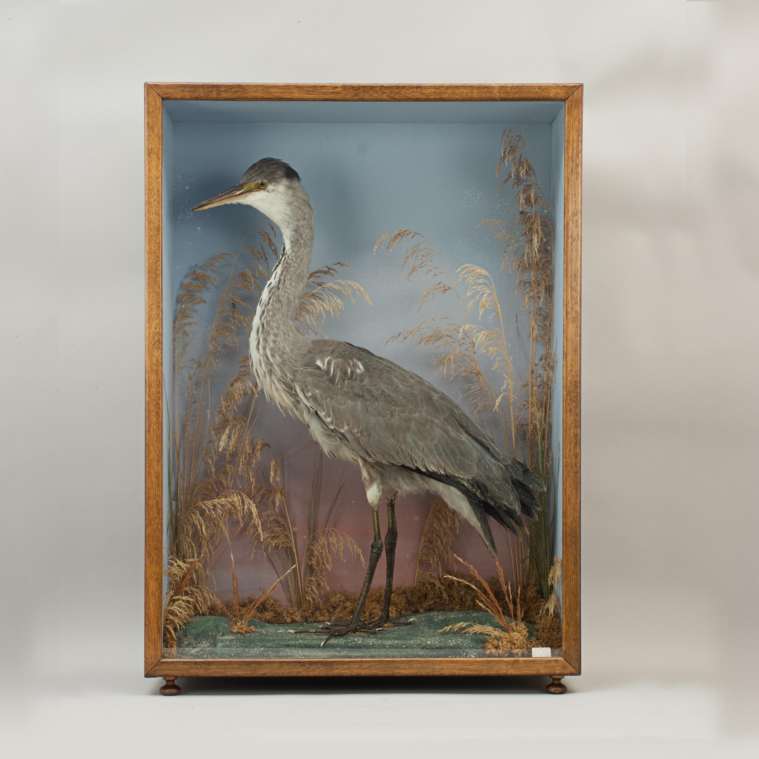 Wood Vintage Taxidermy, Cased Heron with Naturalistic Background