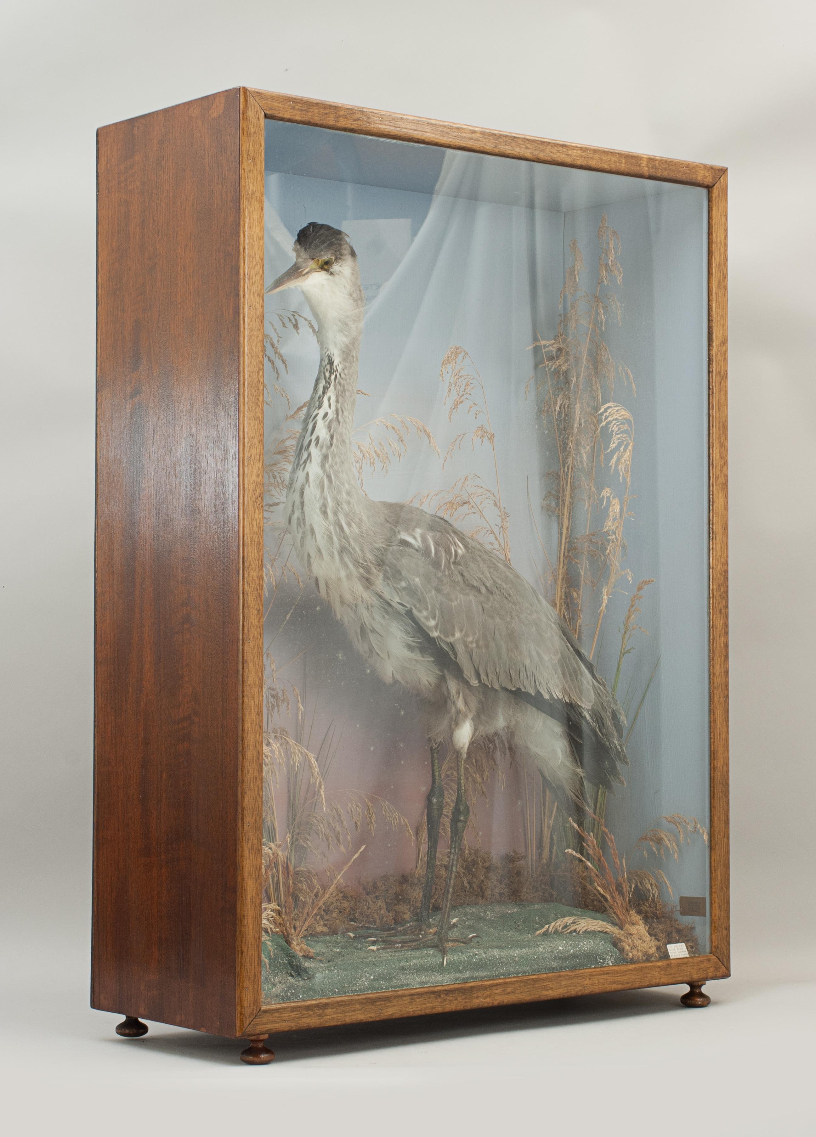 Vintage Taxidermy, Heron.
A well prepared late 20th century piece of taxidermy of a Heron mounted in a naturalistic setting. The bird is artistically modeled amongst fine groundwork all against a painted backdrop. The heron is displayed in original